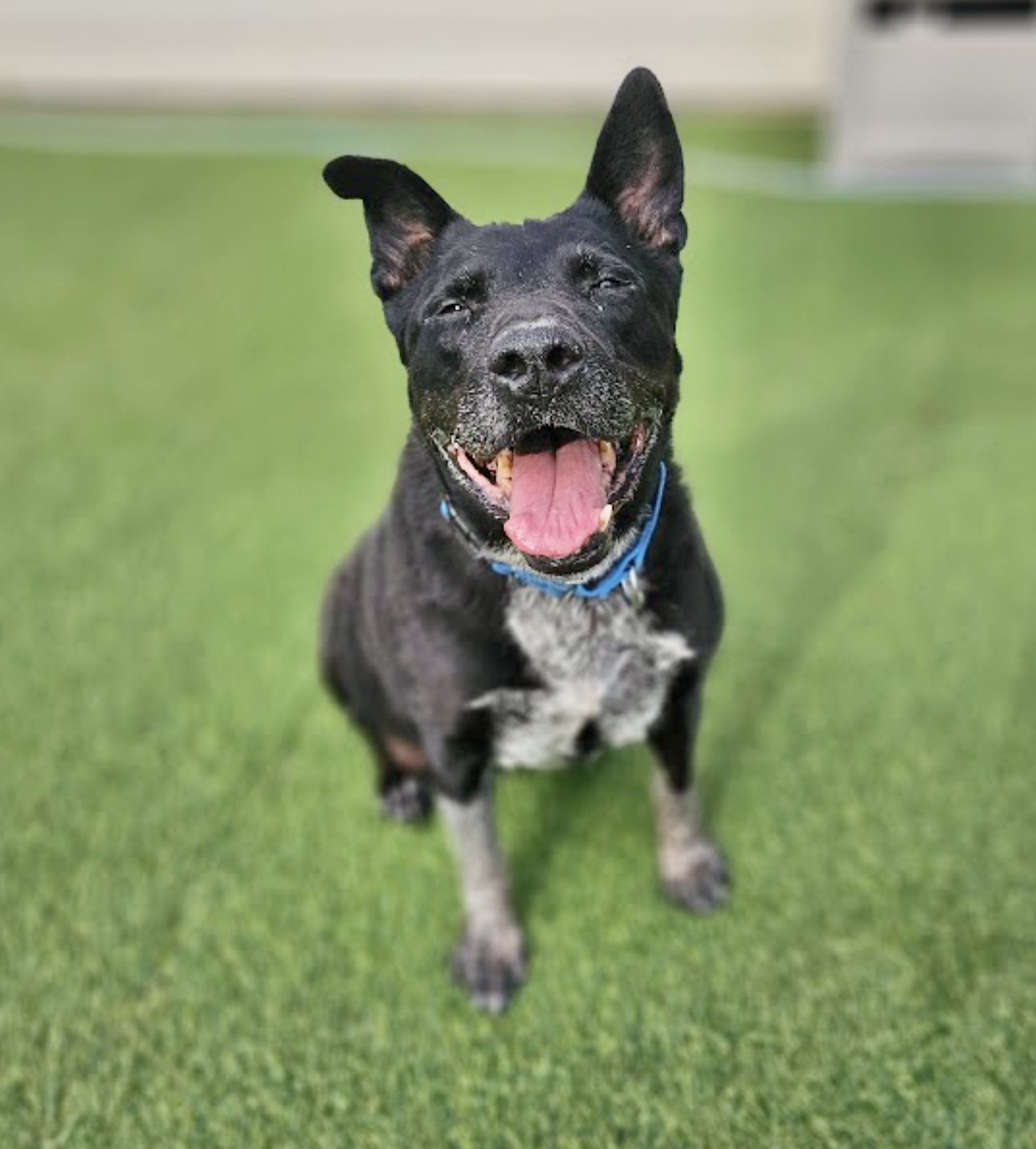 Enlarge Daisy, a Adoptable Cattle Dog in Oakdale, PA image 5/6