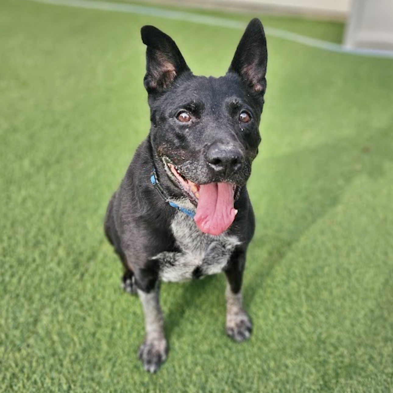 Enlarge Daisy, a Adoptable Cattle Dog in Oakdale, PA image 1/6