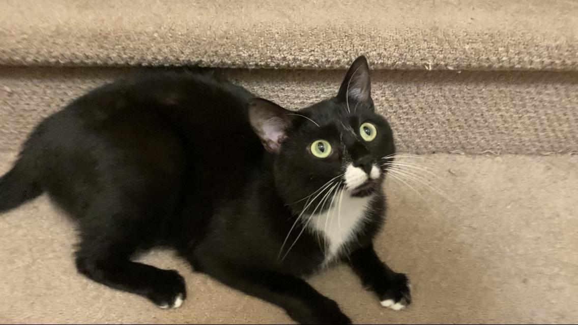 Sylvester