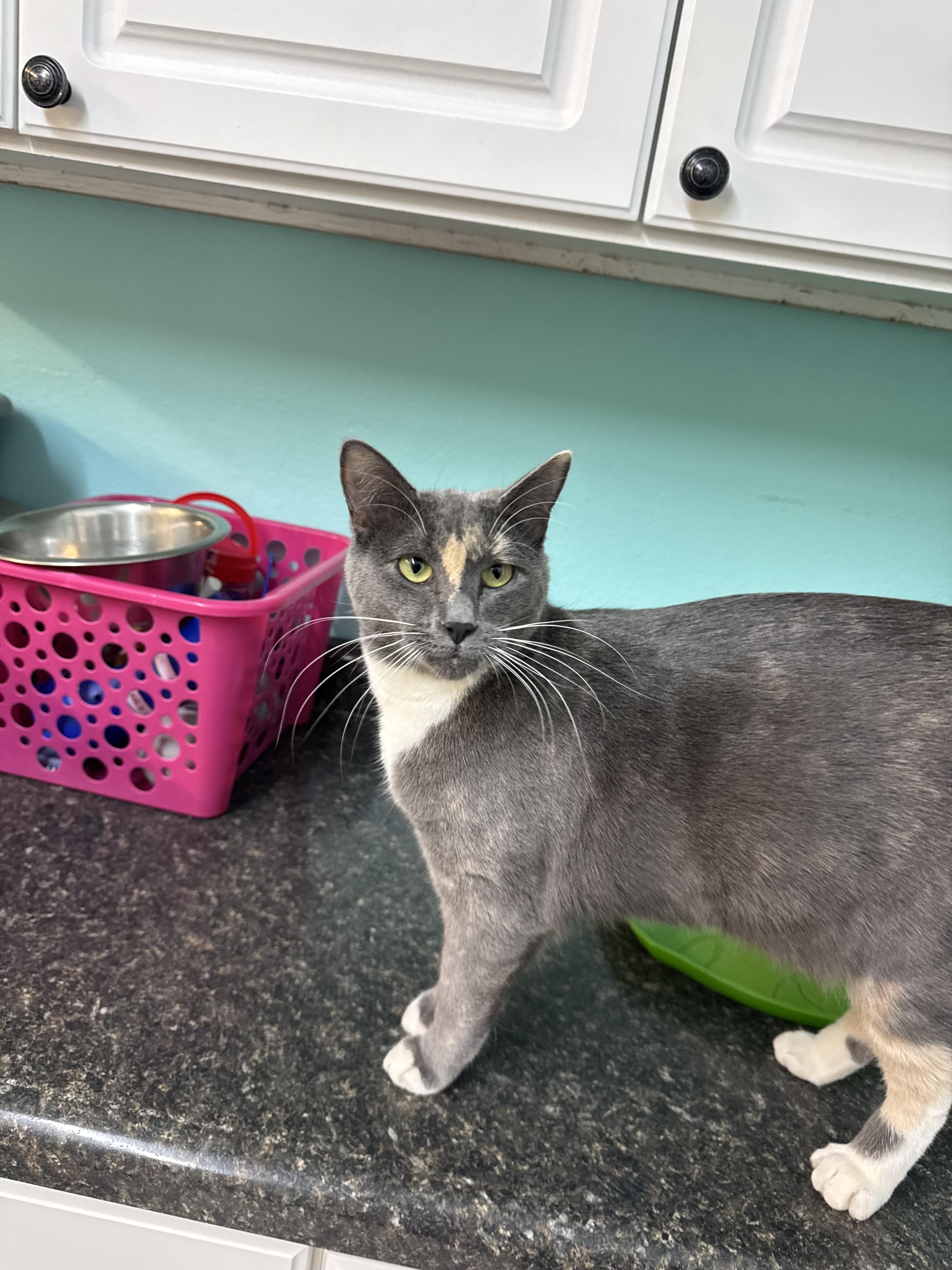 Enlarge Elaine, a Adoptable Domestic Short Hair in Jamestown, ND image 1/1