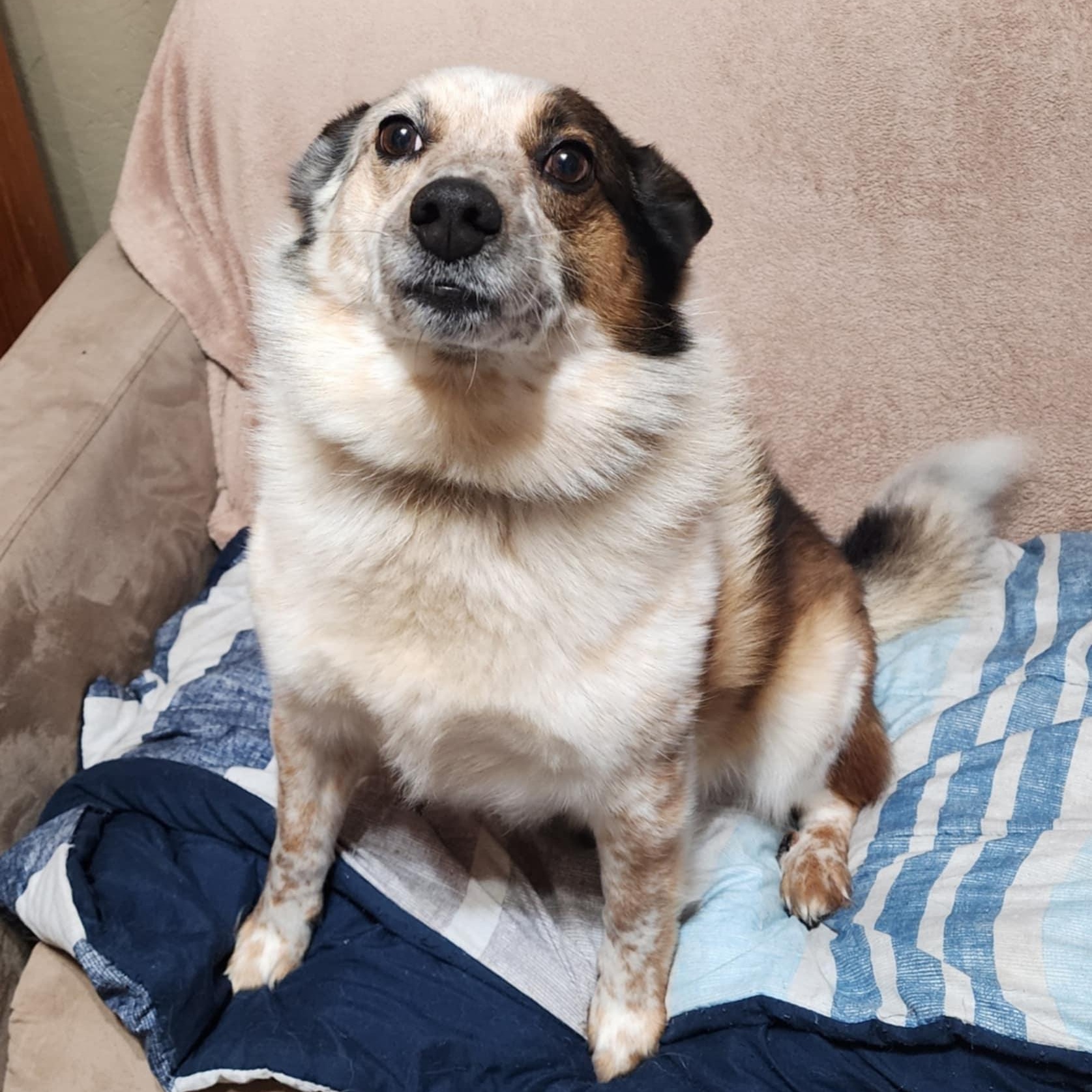 Fire (COURTESY POST), a ADOPTABLE mixed breed in Sparta, WI image 1/4