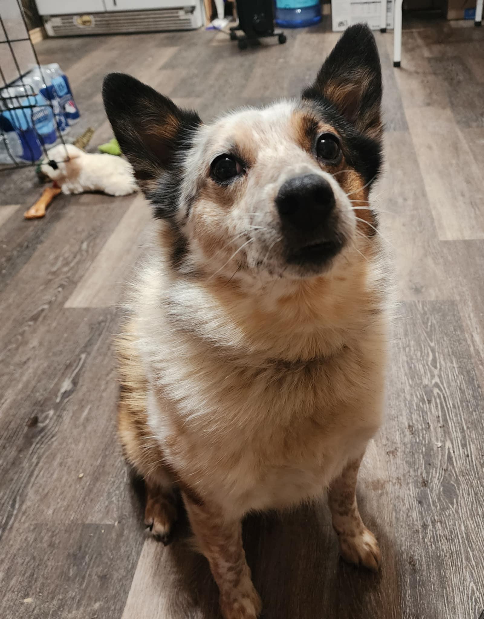 Fire (COURTESY POST), a ADOPTABLE mixed breed in Sparta, WI image 2/4