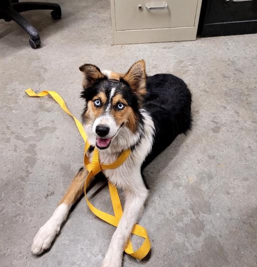Enlarge Anna, a Adoptable Australian Shepherd in Denver , CO image 2/5