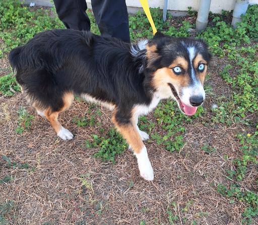 Enlarge Anna, a Adoptable Australian Shepherd in Denver , CO image 3/5