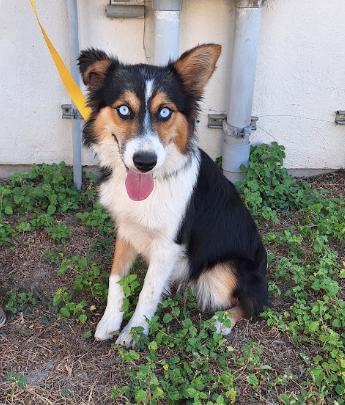 Enlarge Anna, a Adoptable Australian Shepherd in Denver , CO image 4/5