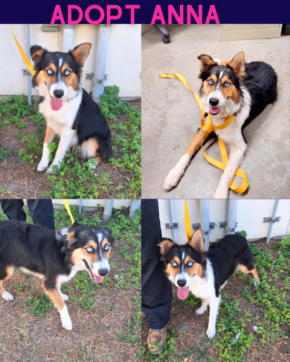 Anna, Adoptable, Young Female Australian Shepherd.