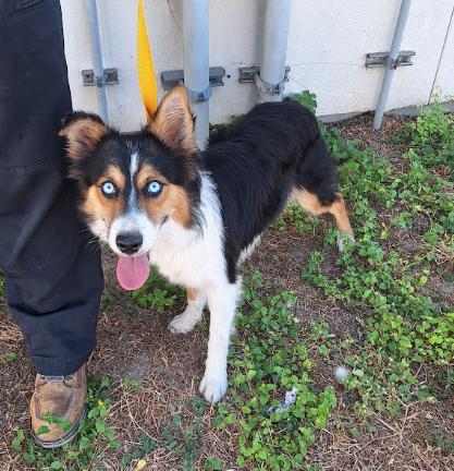 Enlarge Anna, a Adoptable Australian Shepherd in Denver , CO image 5/5