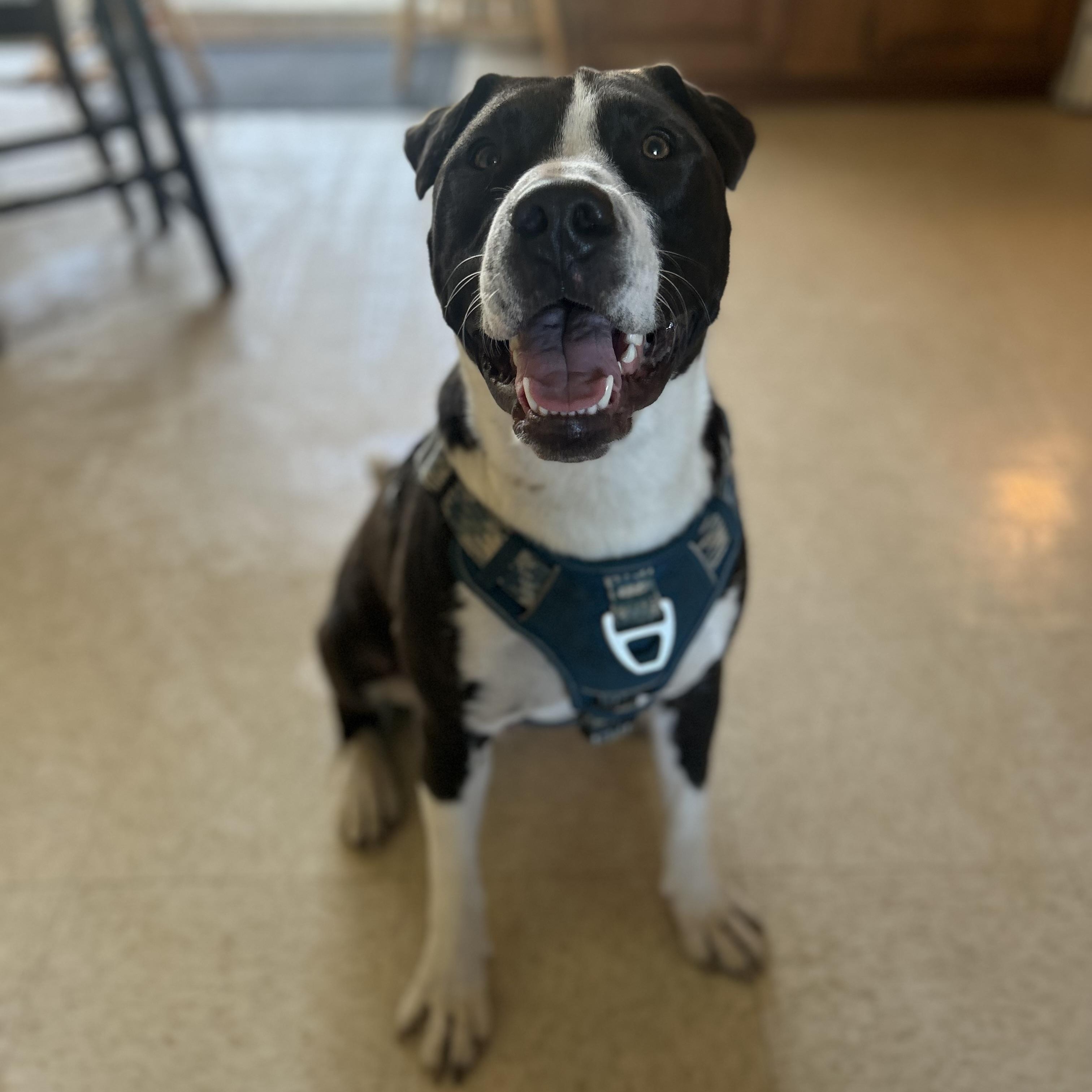 Enlarge Kodiak Courtesy Listed, a ADOPTABLE mixed breed in Midland, MI image 2/5