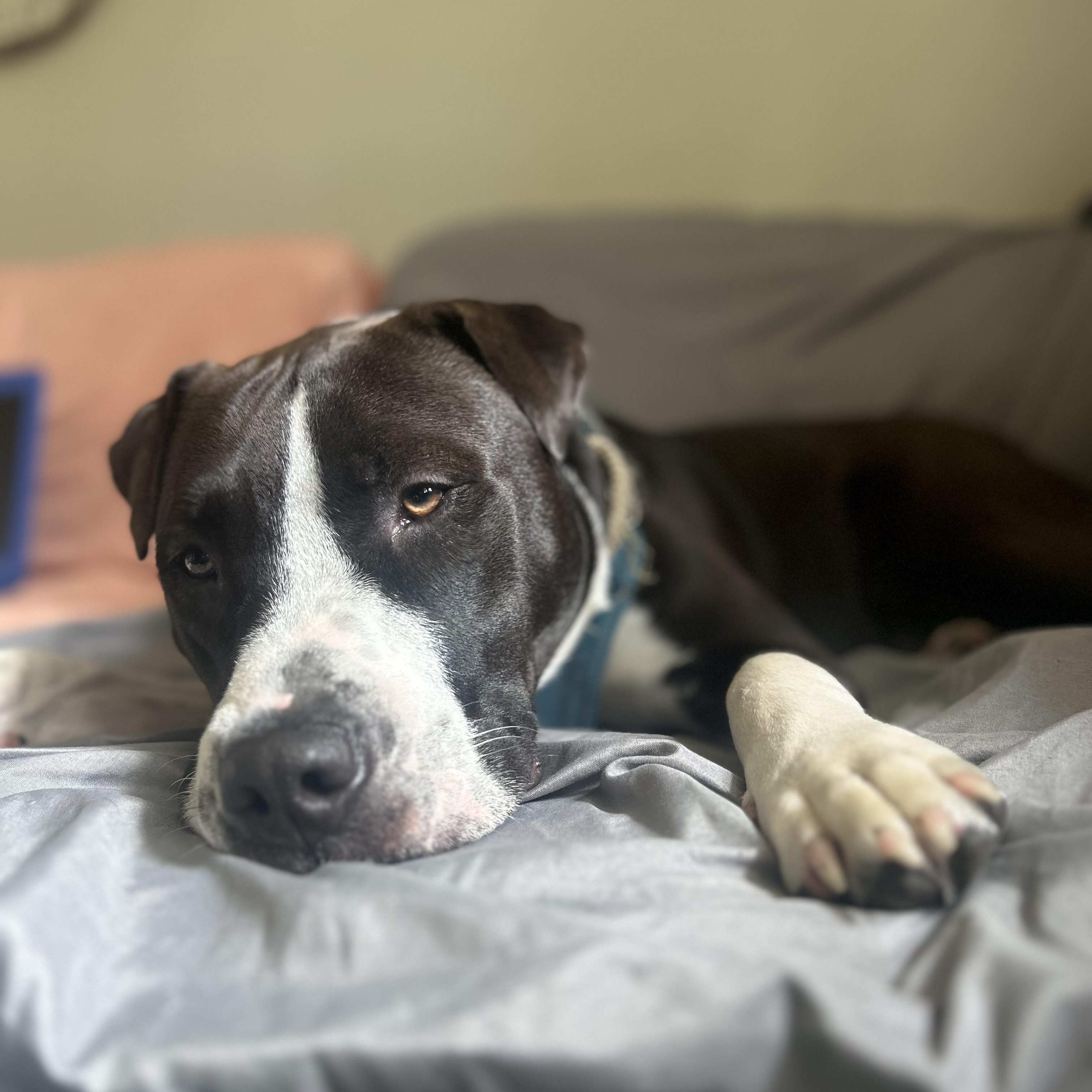Kodiak Courtesy Listed, ADOPTABLE, Young Male Shar-Pei & Border Collie.