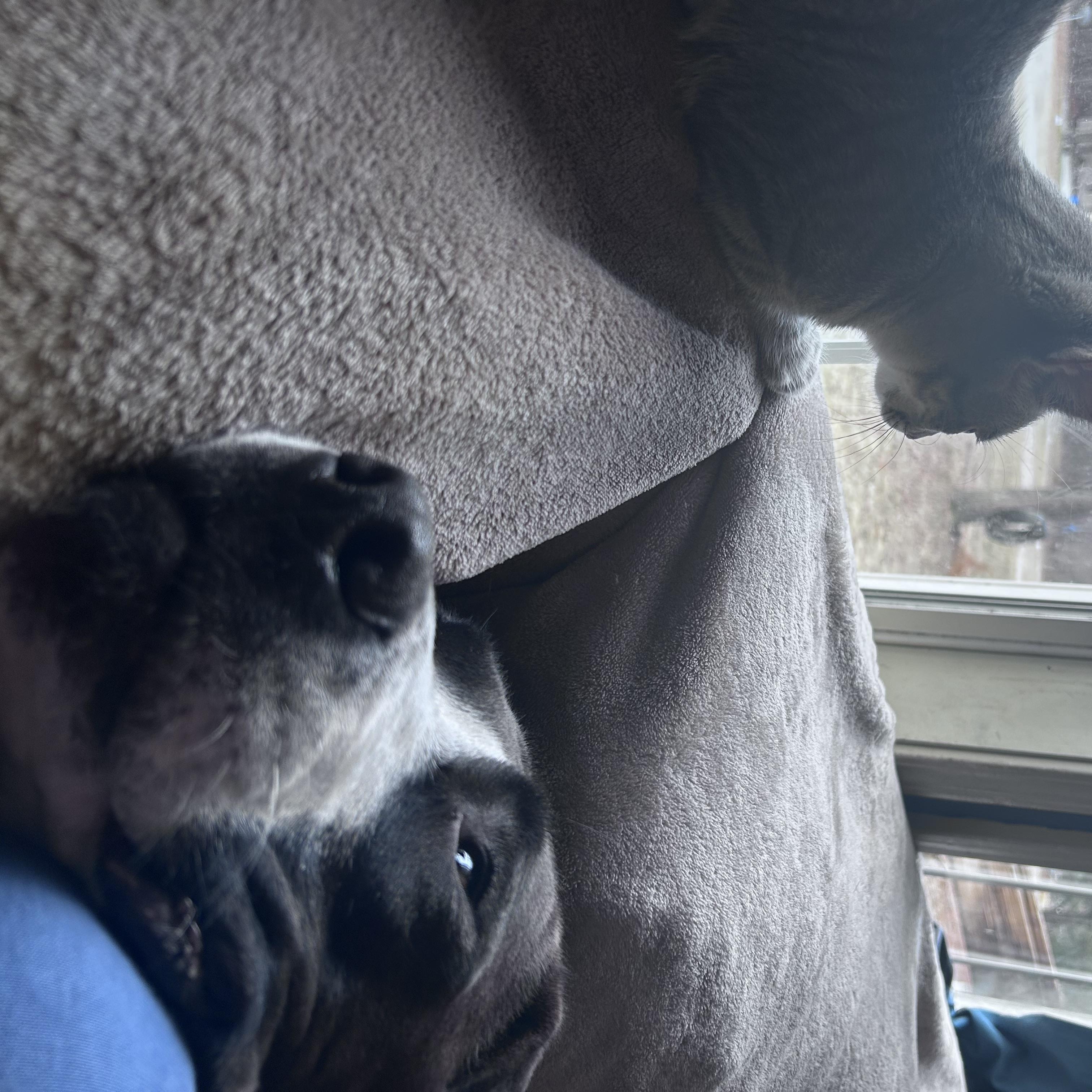 Enlarge Kodiak Courtesy Listed, a ADOPTABLE mixed breed in Midland, MI image 3/5