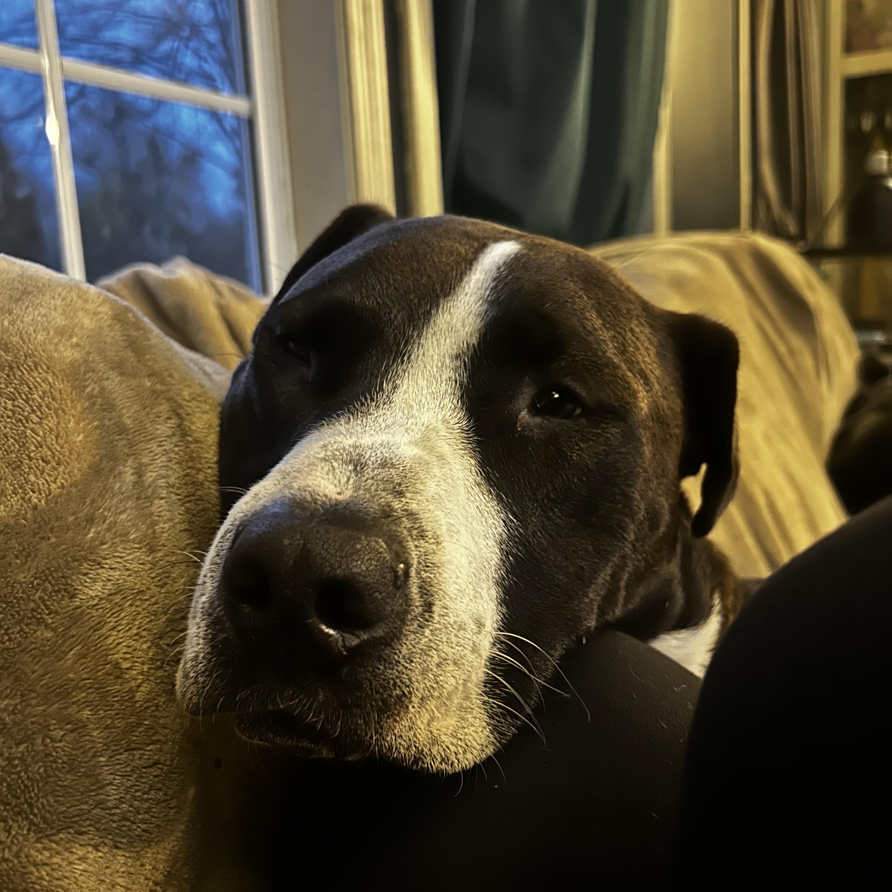 Enlarge Kodiak Courtesy Listed, a ADOPTABLE mixed breed in Midland, MI image 5/5