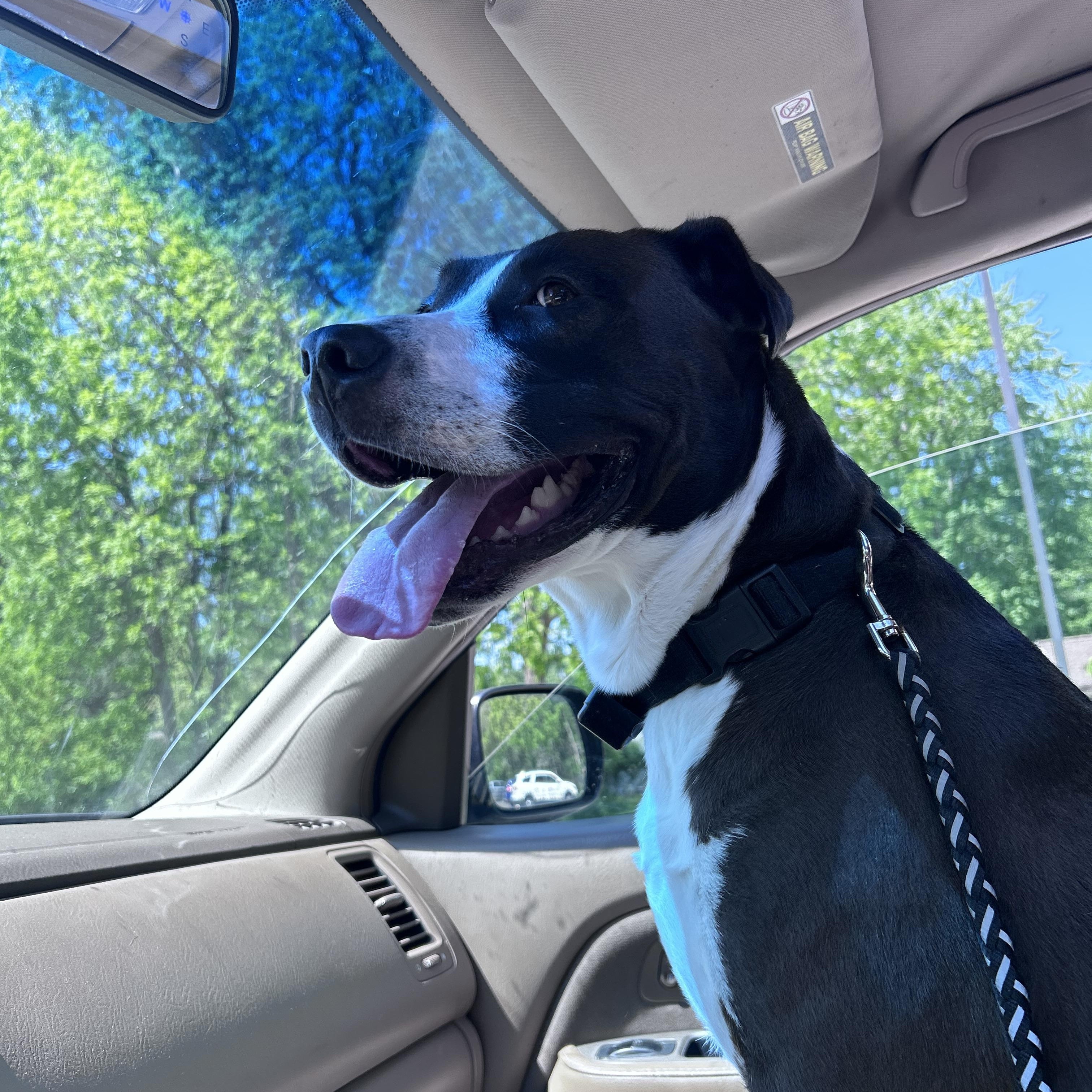 Enlarge Kodiak Courtesy Listed, a ADOPTABLE mixed breed in Midland, MI image 4/5