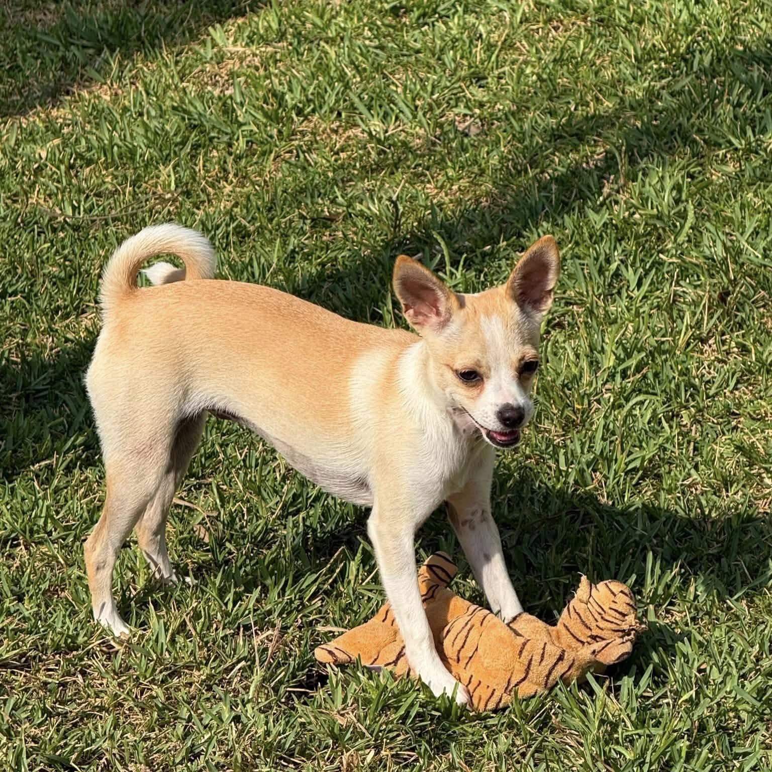 Trixie, ADOPTABLE, Puppy Female Chihuahua.