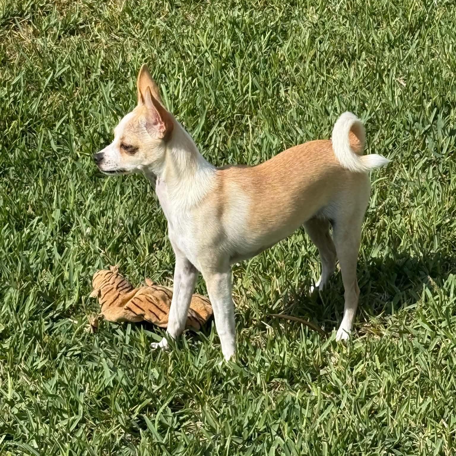 Enlarge Trixie, a ADOPTABLE mixed breed in Palm Bay, FL image 3/4