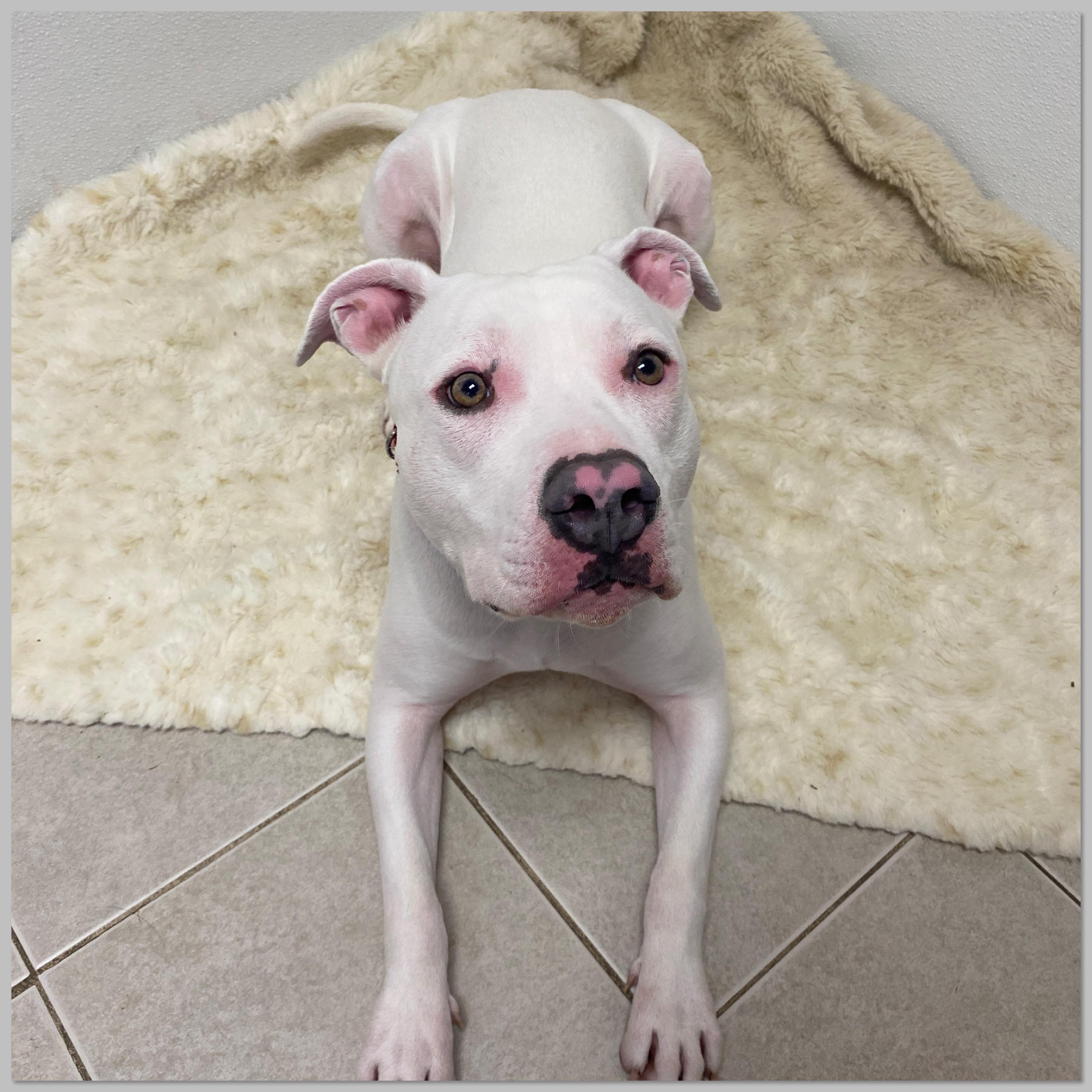 Enlarge Adonis GCI Trained Graduate!!, an adopted mixed breed in Elyria, OH image 6/6