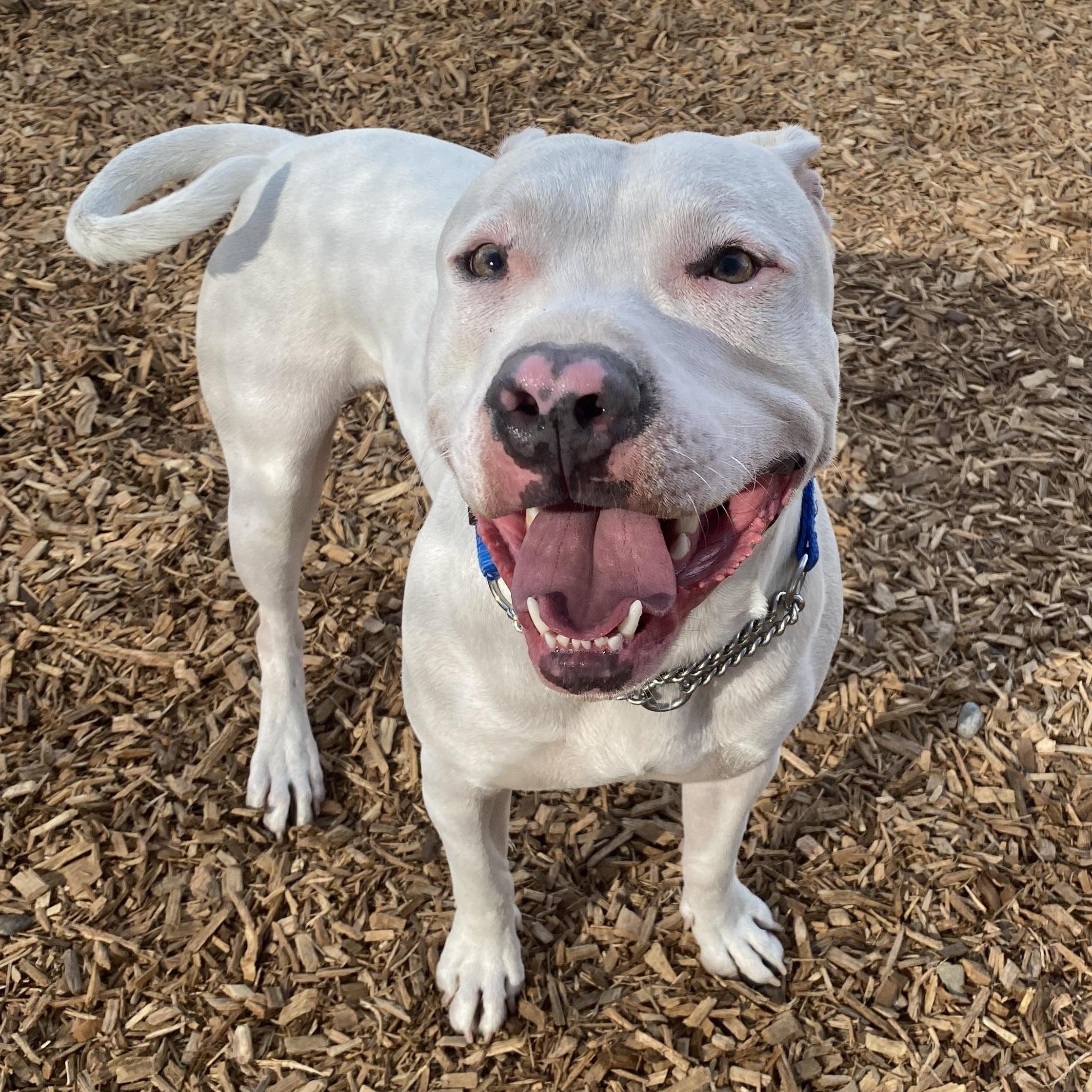 Enlarge Adonis GCI Trained Graduate!!, an adopted mixed breed in Elyria, OH image 4/6