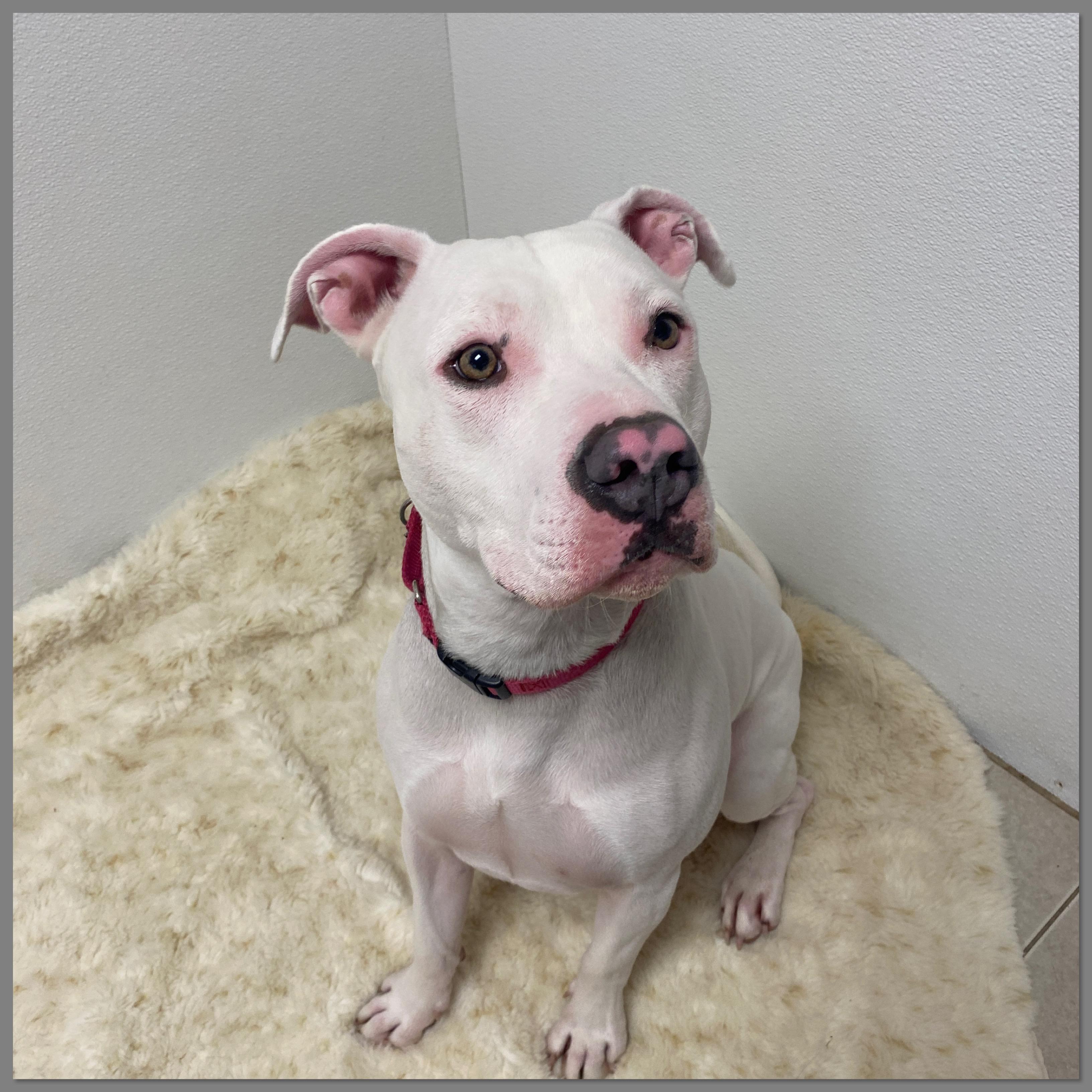 Enlarge Adonis GCI Trained Graduate!!, an adopted mixed breed in Elyria, OH image 2/6