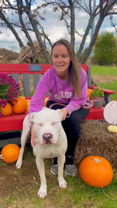 Enlarge Adonis GCI Trained Graduate!!, an adopted mixed breed in Elyria, OH video 5/6