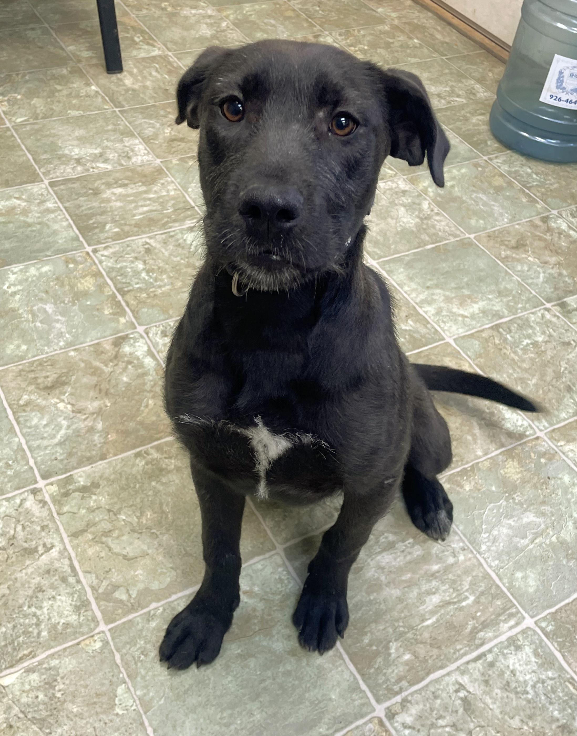 Enlarge Pepper, a Adopted mixed breed in High Level, AB image 1/1