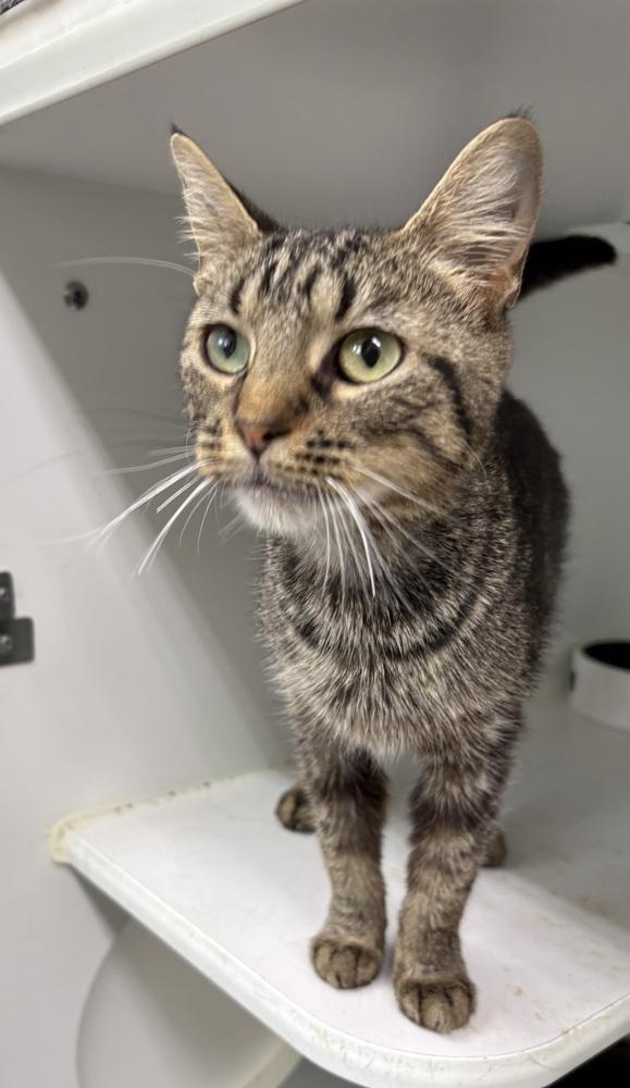 Avalon ~ Available at PetSmart Warsaw, IN!, Adoptable, Adult Female Domestic Short Hair.