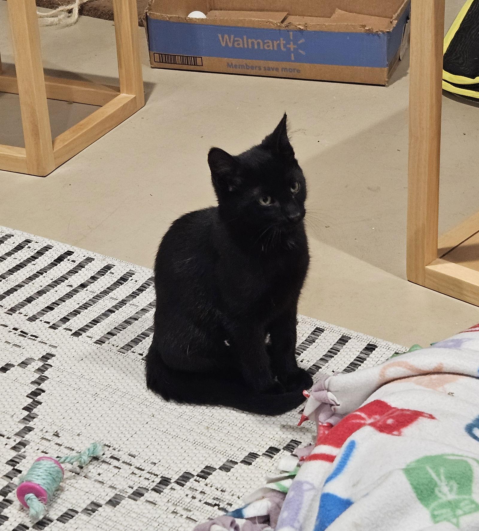 Niels, Adoptable, Kitten Male Domestic Short Hair.