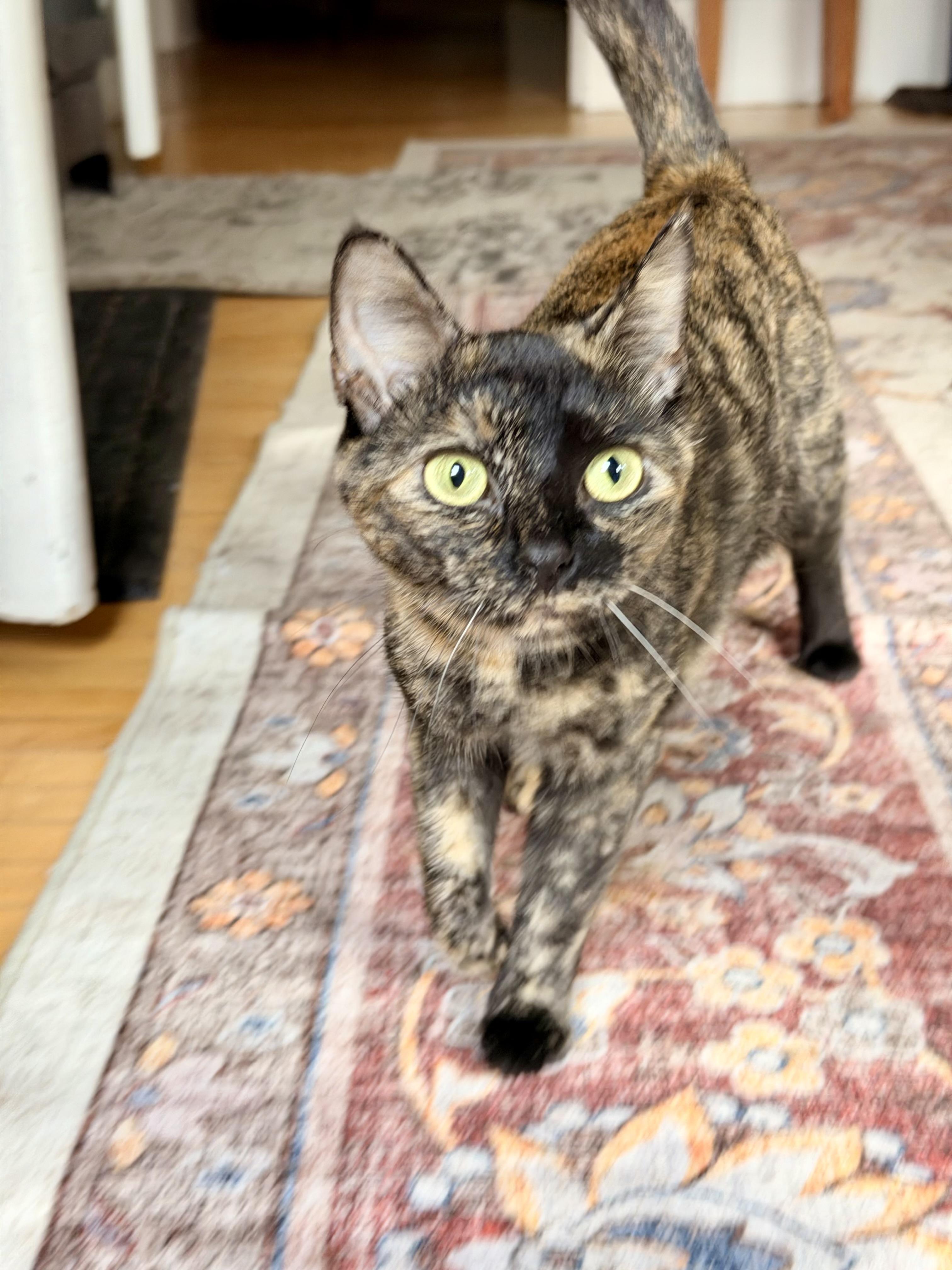 Enlarge Aurora , a ADOPTABLE Domestic Short Hair in Louisville, KY image 4/6