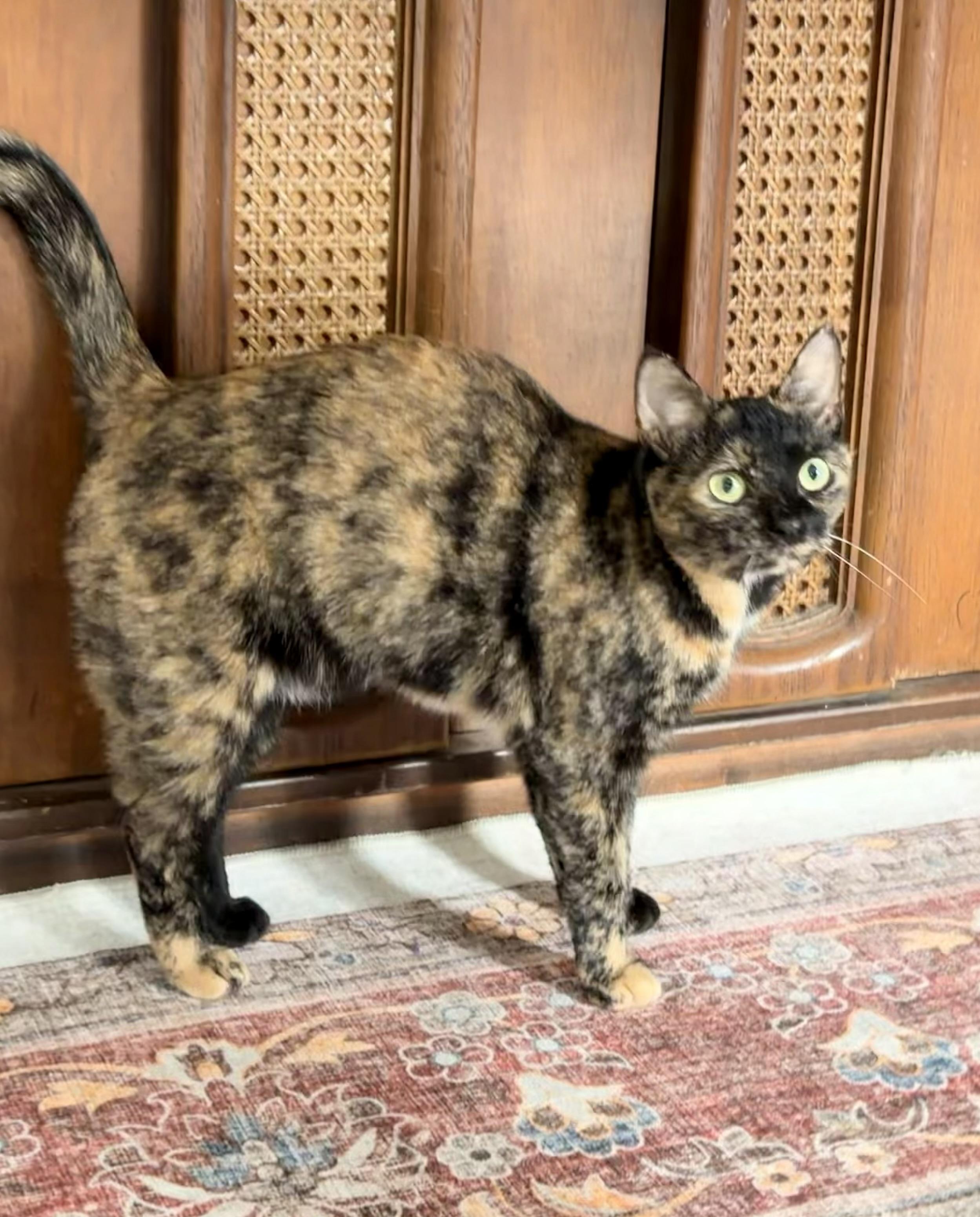 Enlarge Aurora , a ADOPTABLE Domestic Short Hair in Louisville, KY image 5/6