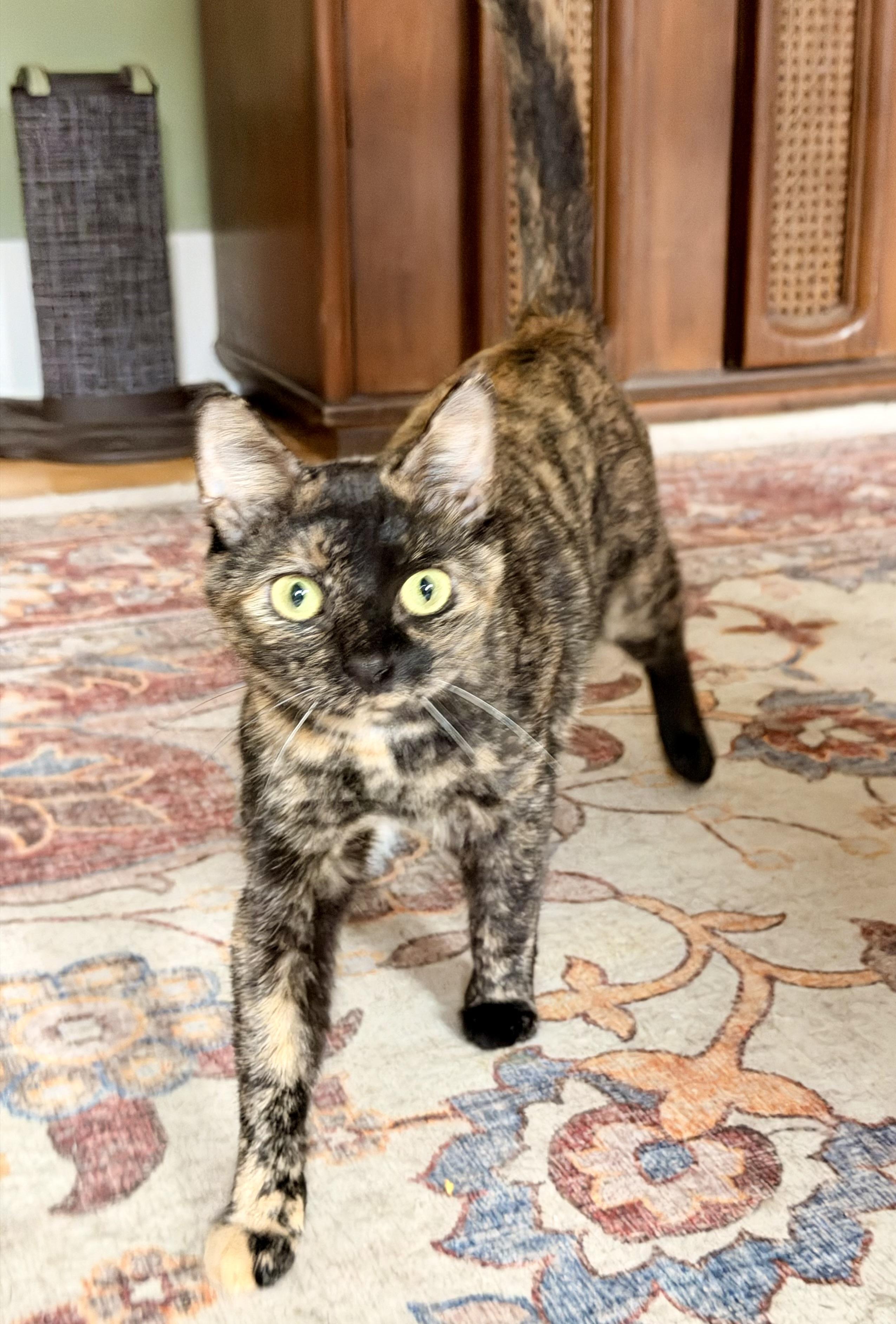 Enlarge Aurora , a ADOPTABLE Domestic Short Hair in Louisville, KY image 1/6
