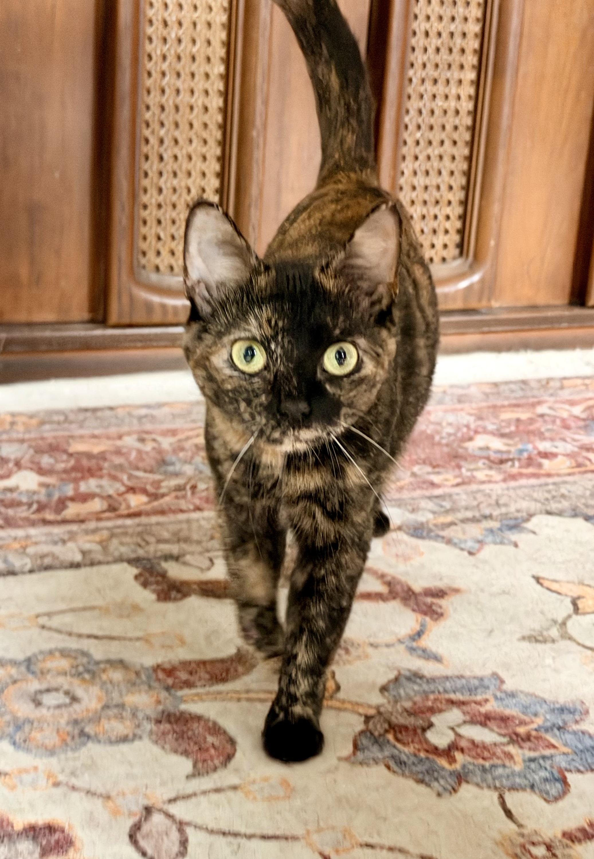 Enlarge Aurora , a ADOPTABLE Domestic Short Hair in Louisville, KY image 6/6