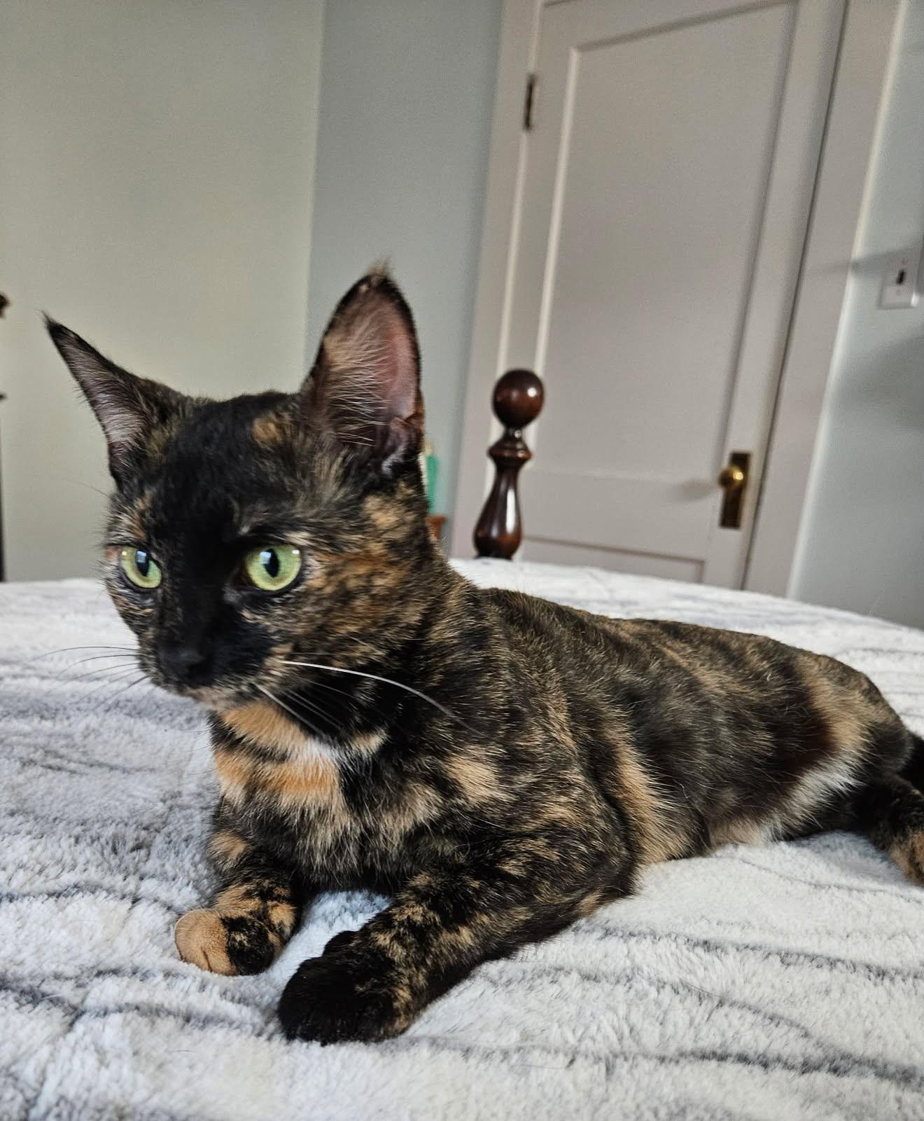 Enlarge Aurora , a ADOPTABLE Domestic Short Hair in Louisville, KY image 3/6