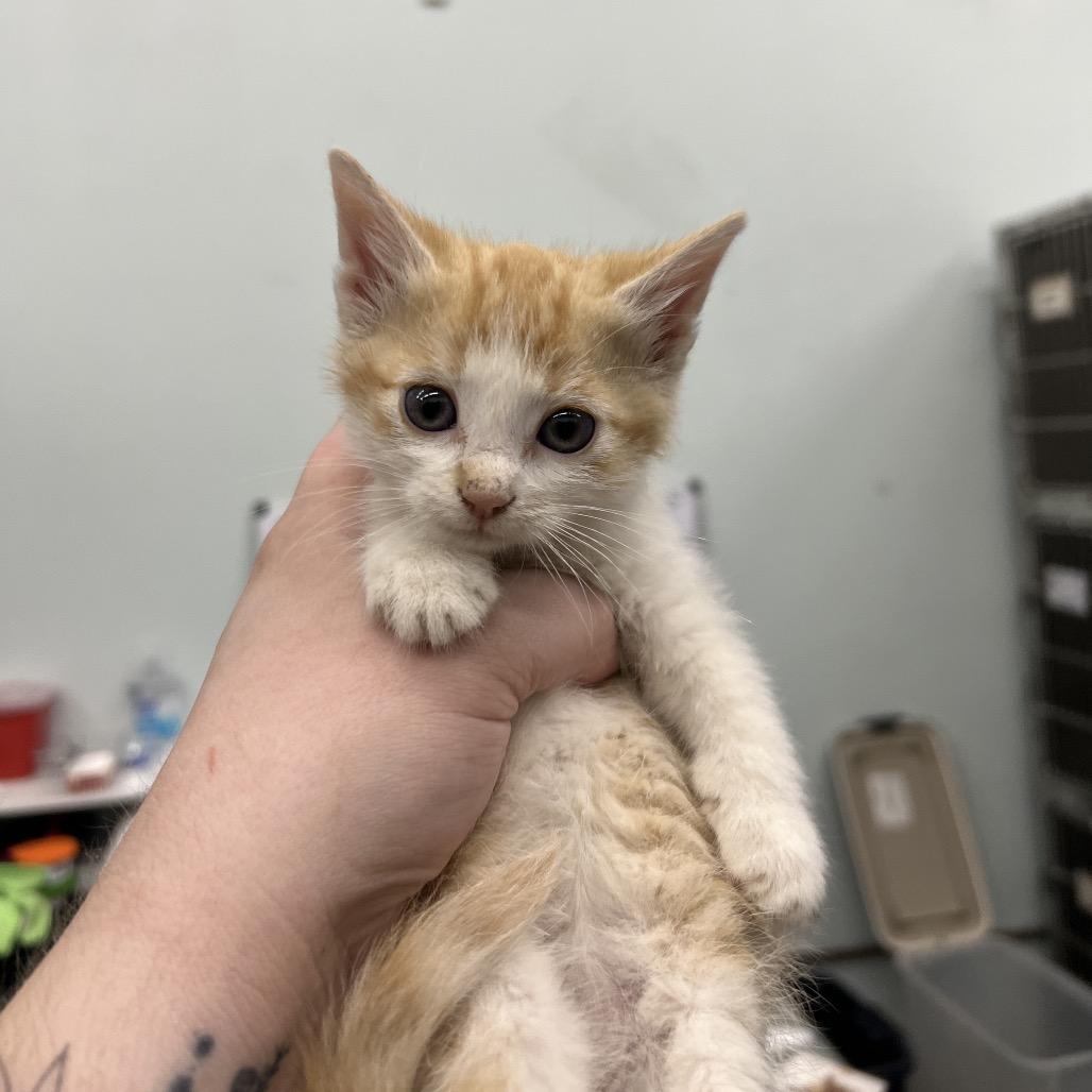 Lucy van Pelt, adopted, Kitten Female Domestic Short Hair.