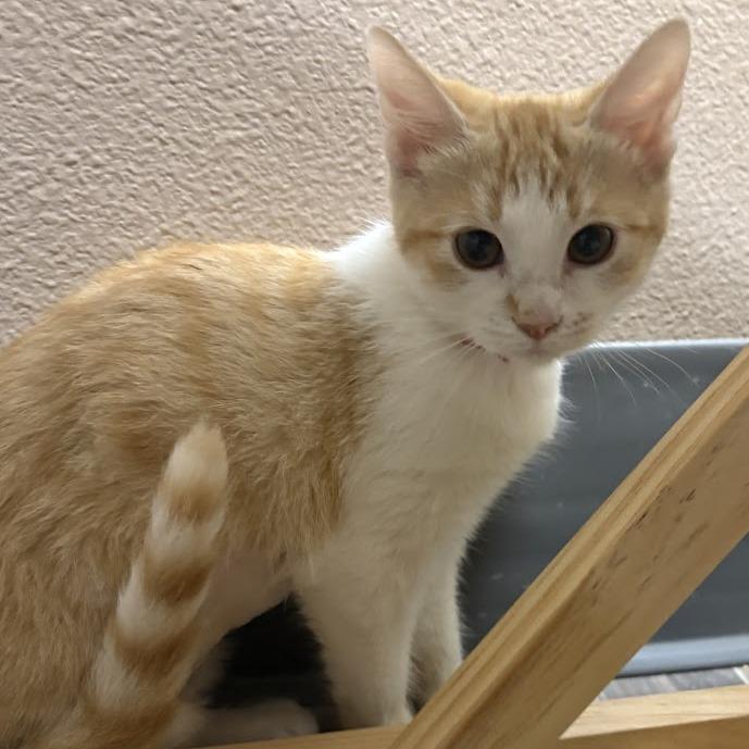 Enlarge Lucy van Pelt, an adopted Domestic Short Hair in Las Vegas, NV image 2/2