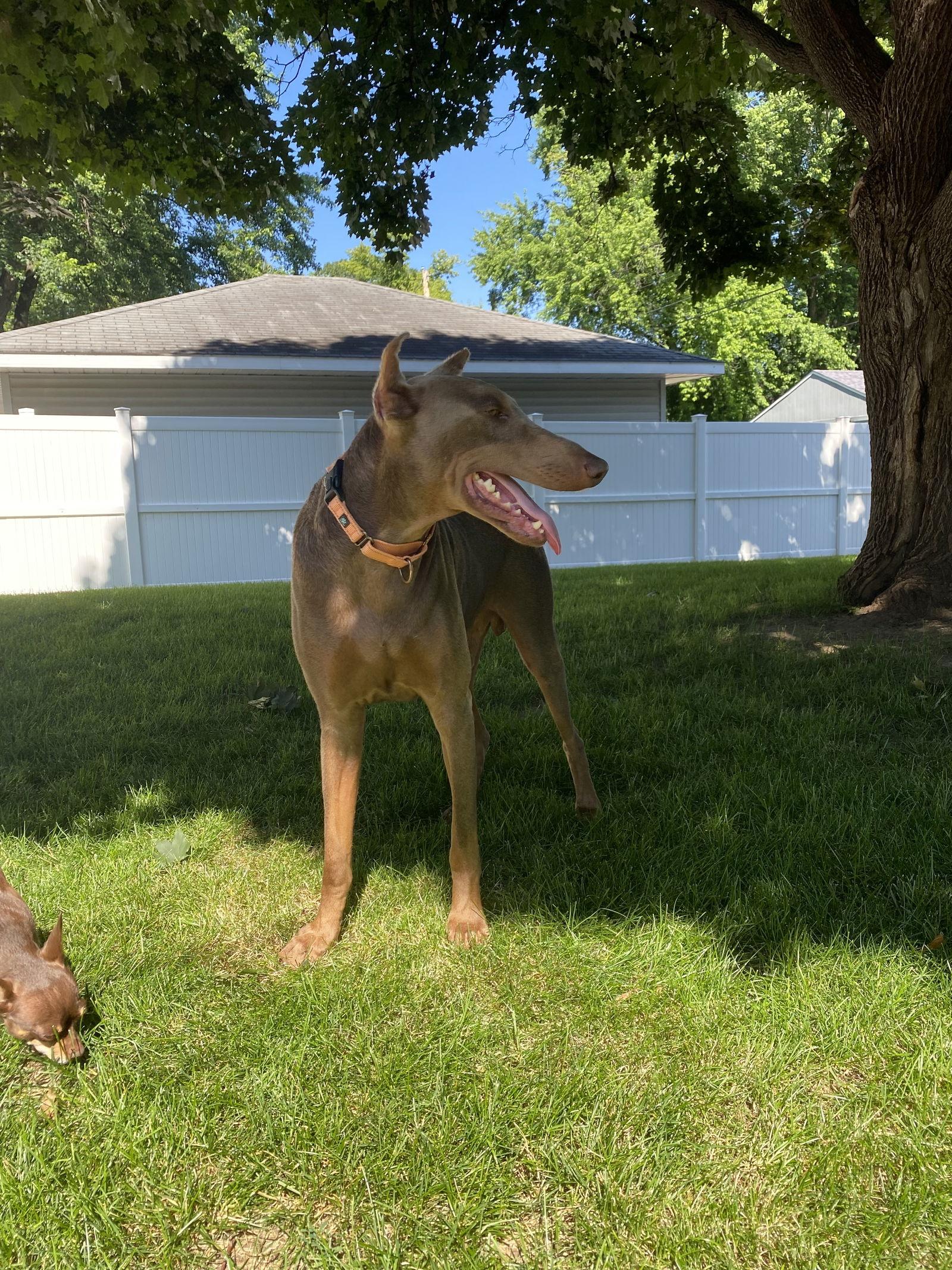 Enlarge Sheldon, a Adopted Doberman Pinscher in Minneapolis, MN image 1/3