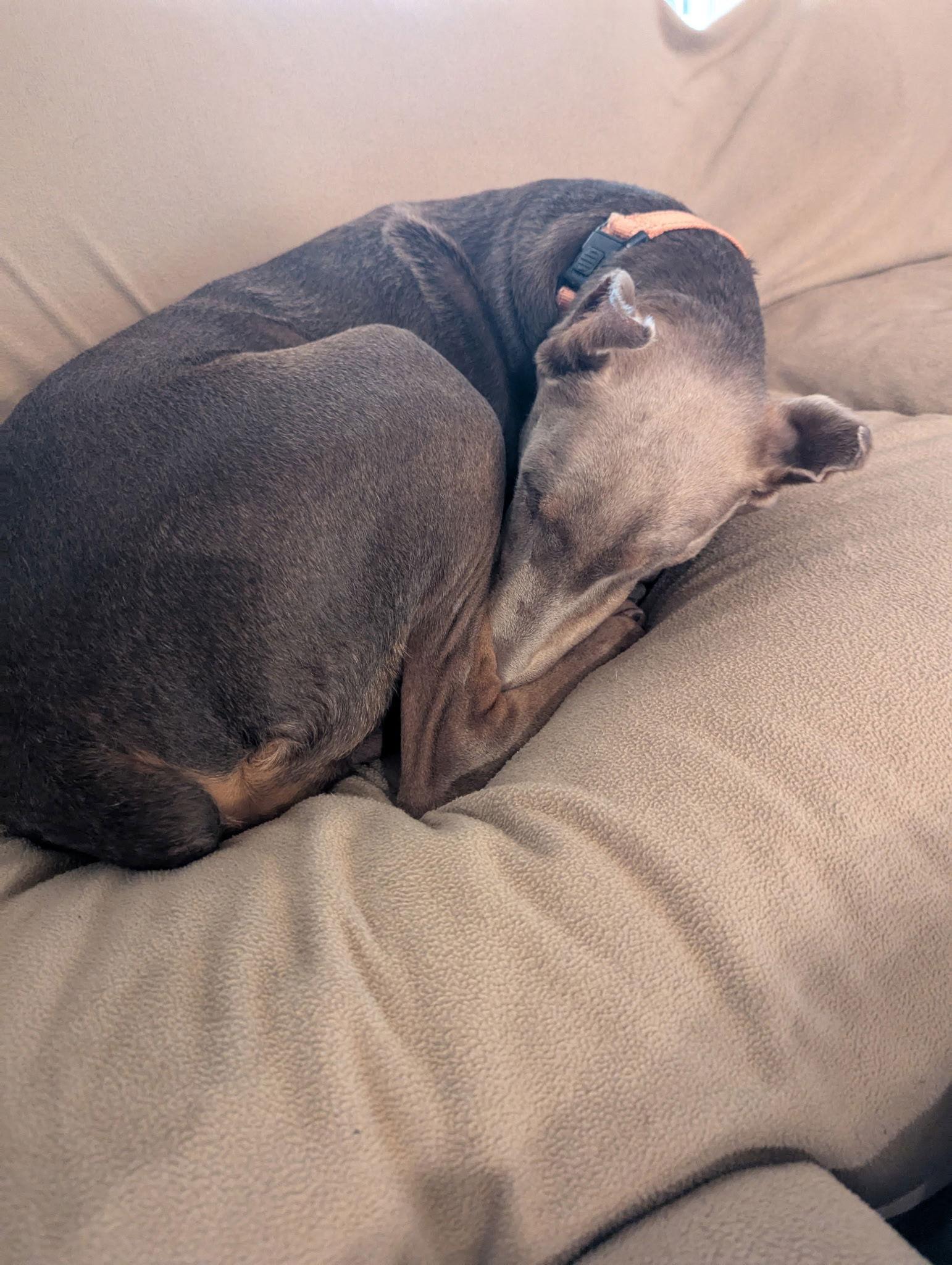 Enlarge Sheldon, a Adopted Doberman Pinscher in Minneapolis, MN image 2/3