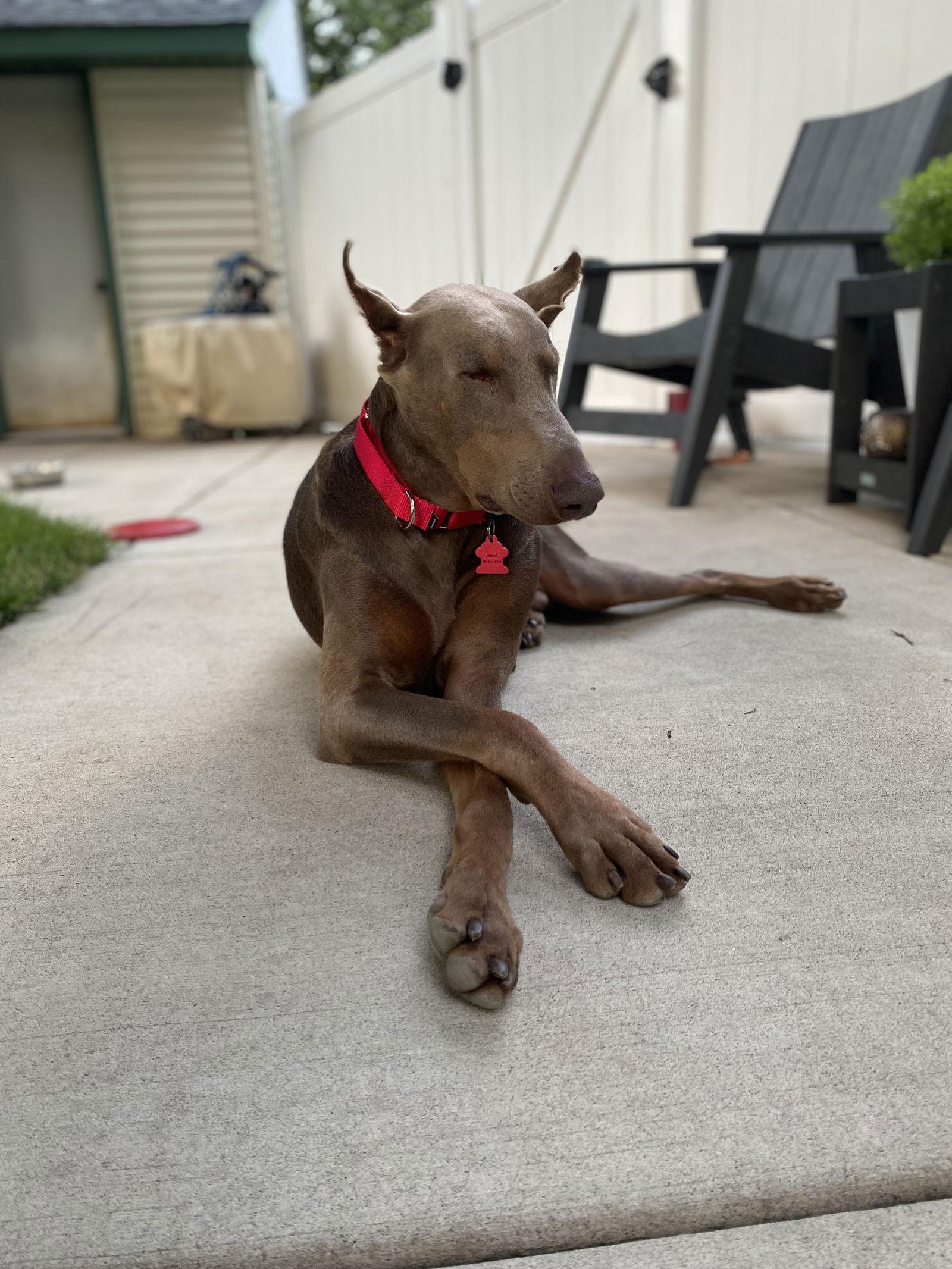 Enlarge Sheldon, a Adopted Doberman Pinscher in Minneapolis, MN image 3/3