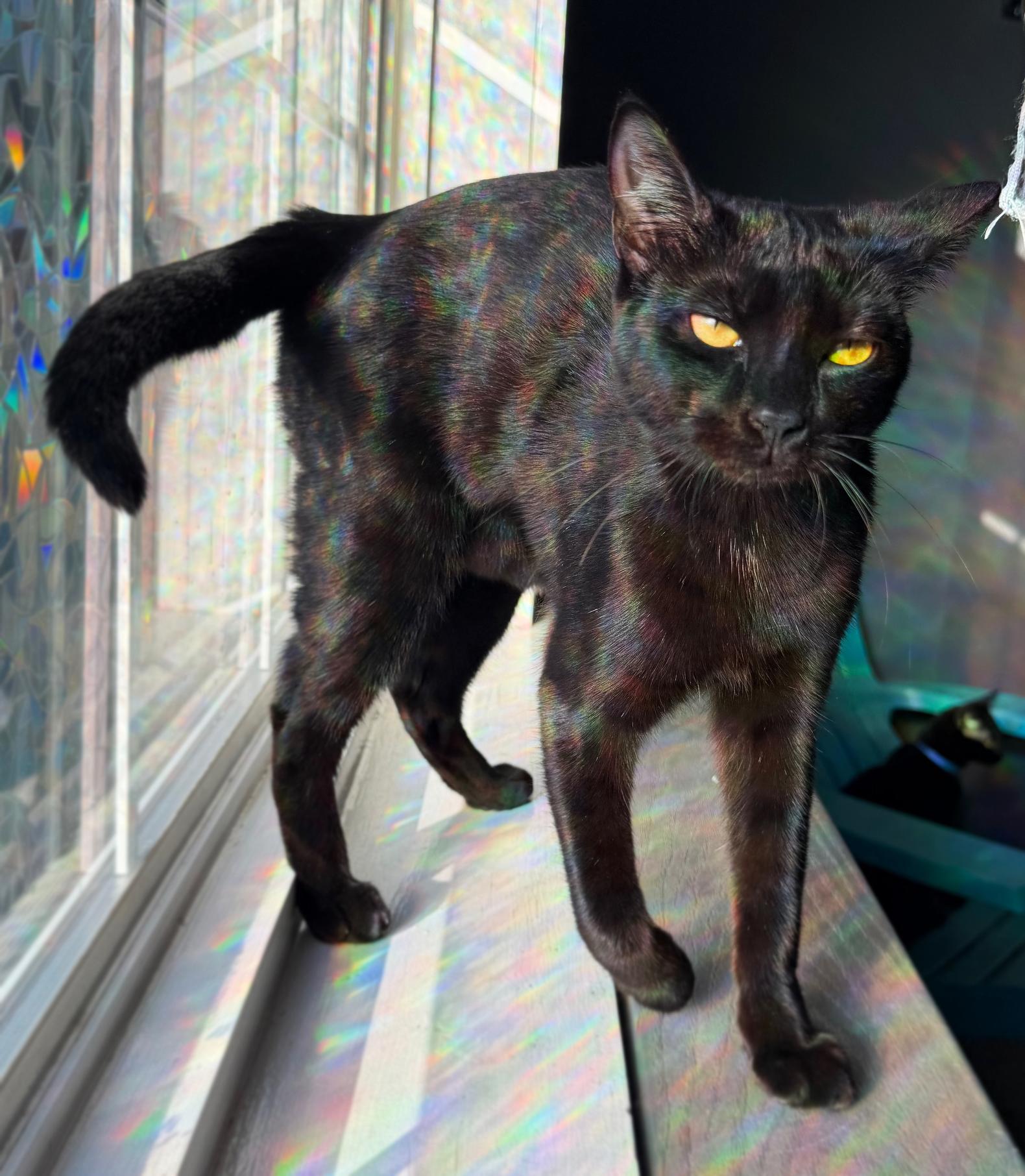 Renée, ADOPTABLE, Young Female Domestic Short Hair.