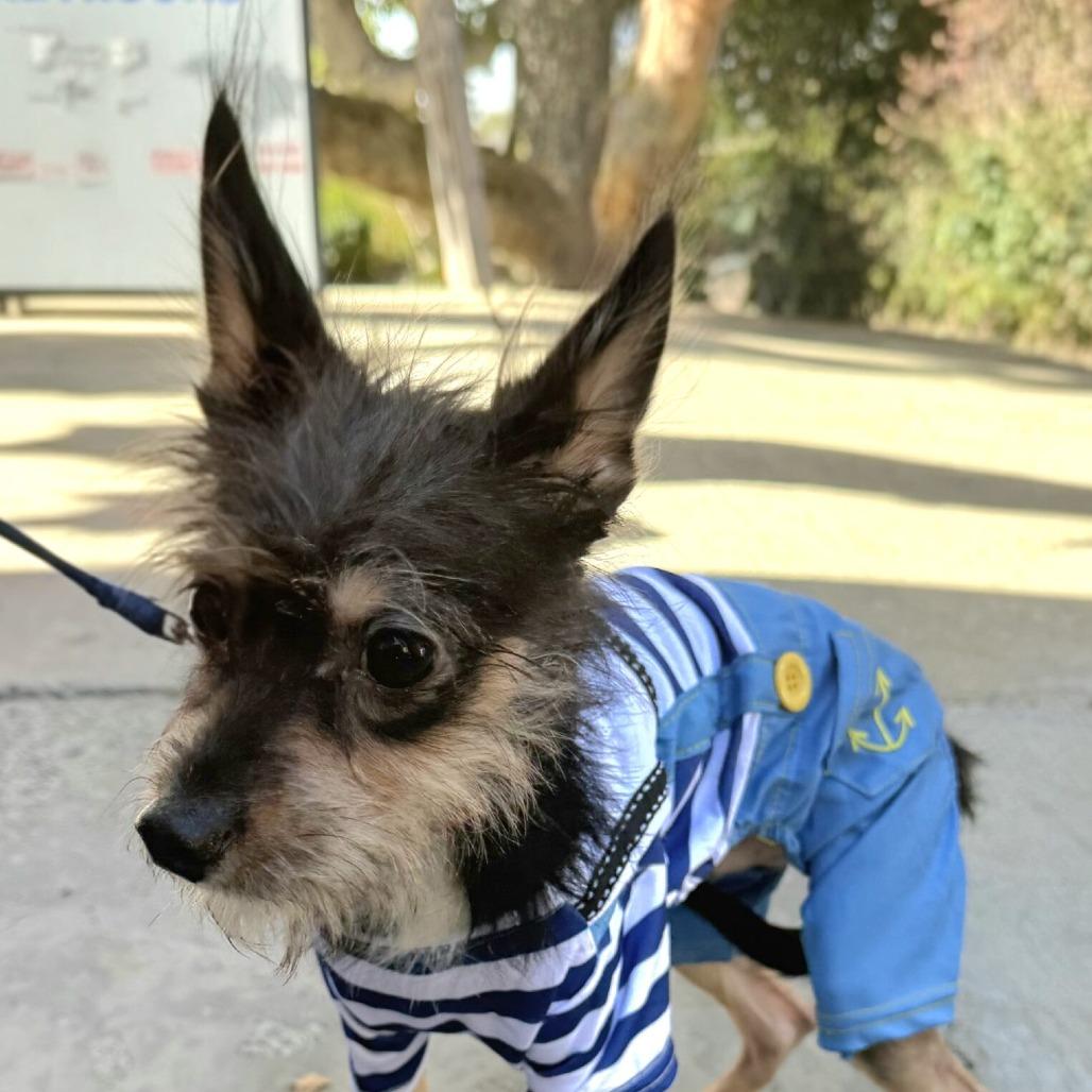 Charles, Adoptable, Adult Male Terrier & Chihuahua.
