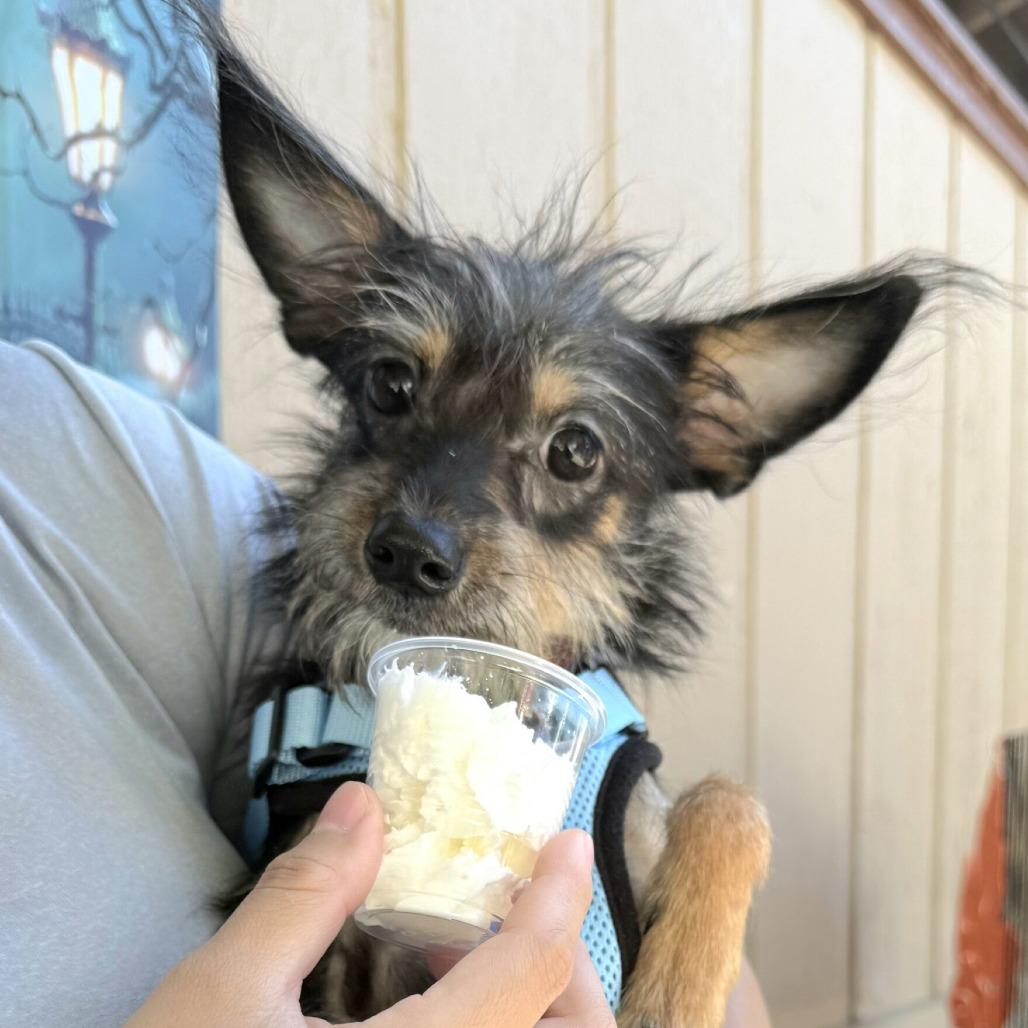 Enlarge Charles, a Adoptable mixed breed in Calimesa, CA image 2/3