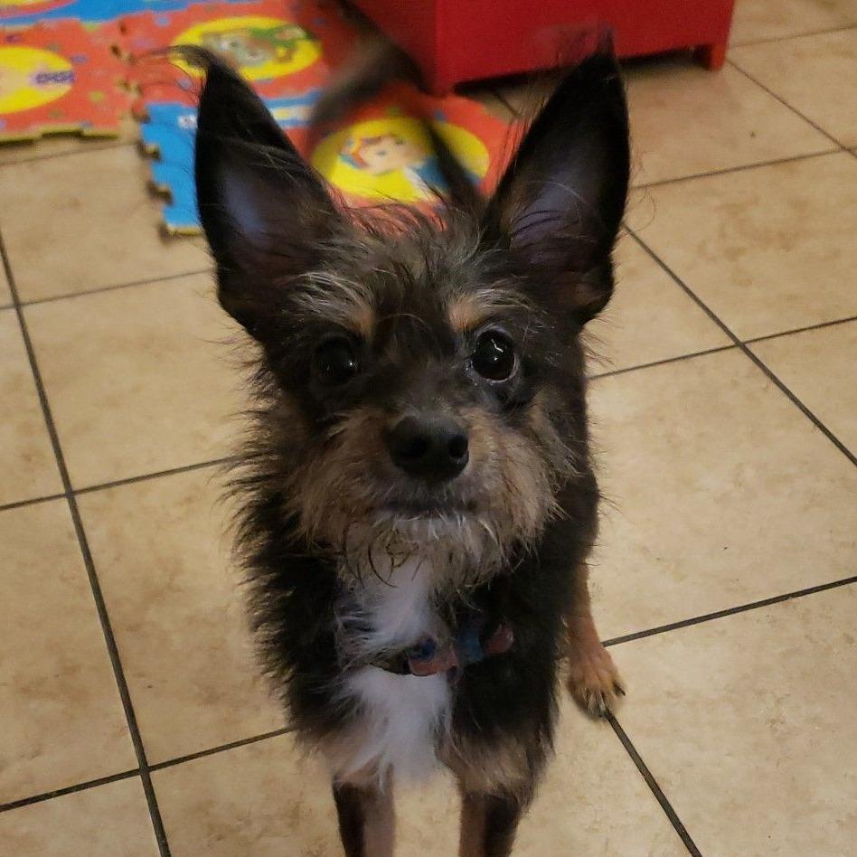 Enlarge Charles, a Adoptable mixed breed in Calimesa, CA image 3/3