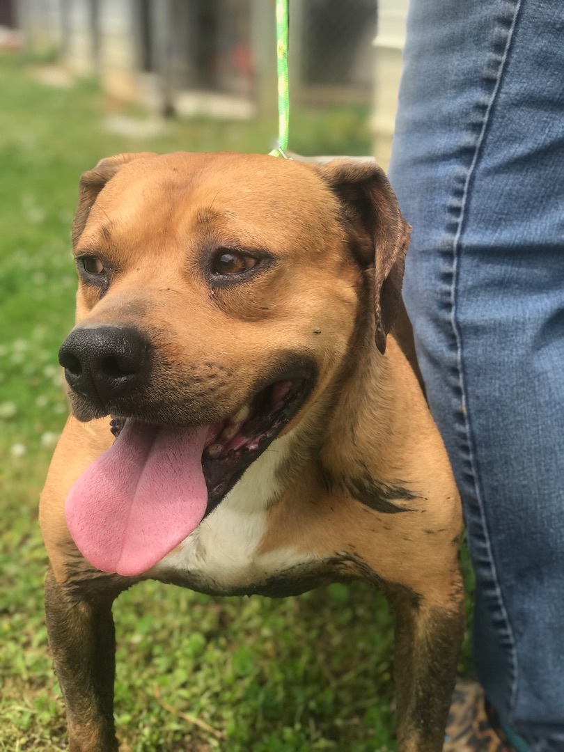Enlarge Buddy, a Adoptable Boxer in Bruce, MS image 1/1
