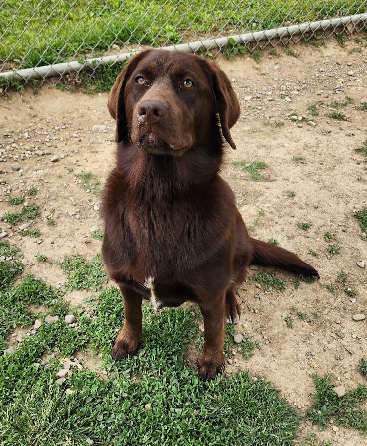 HONEY 118-26, a ADOPTABLE mixed breed in Cambridge, OH image 1/4