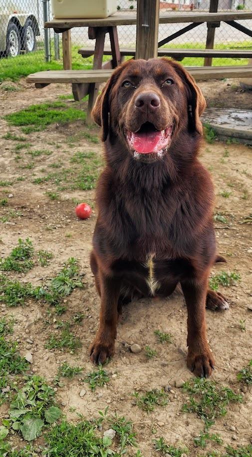 HONEY 118-26, a ADOPTABLE mixed breed in Cambridge, OH image 3/4