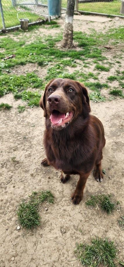 HONEY 118-26, a ADOPTABLE mixed breed in Cambridge, OH image 2/4