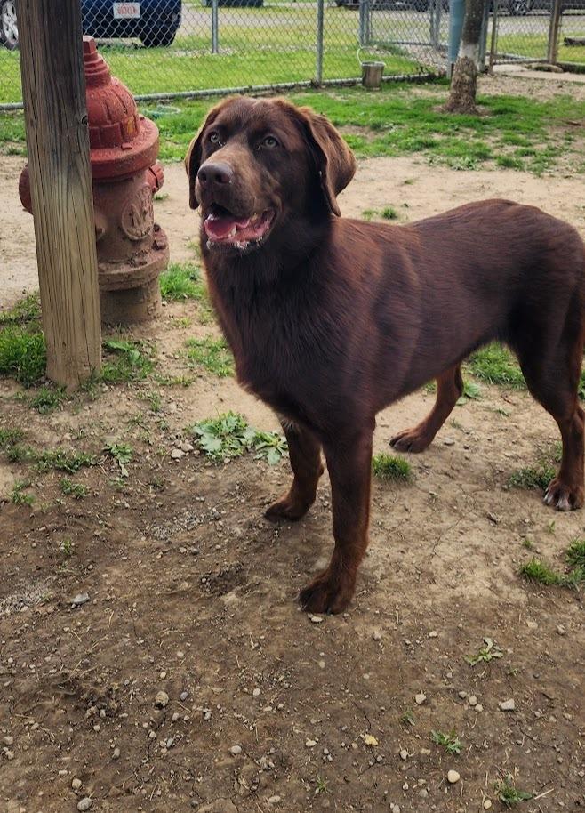 HONEY 118-26, a ADOPTABLE mixed breed in Cambridge, OH image 4/4