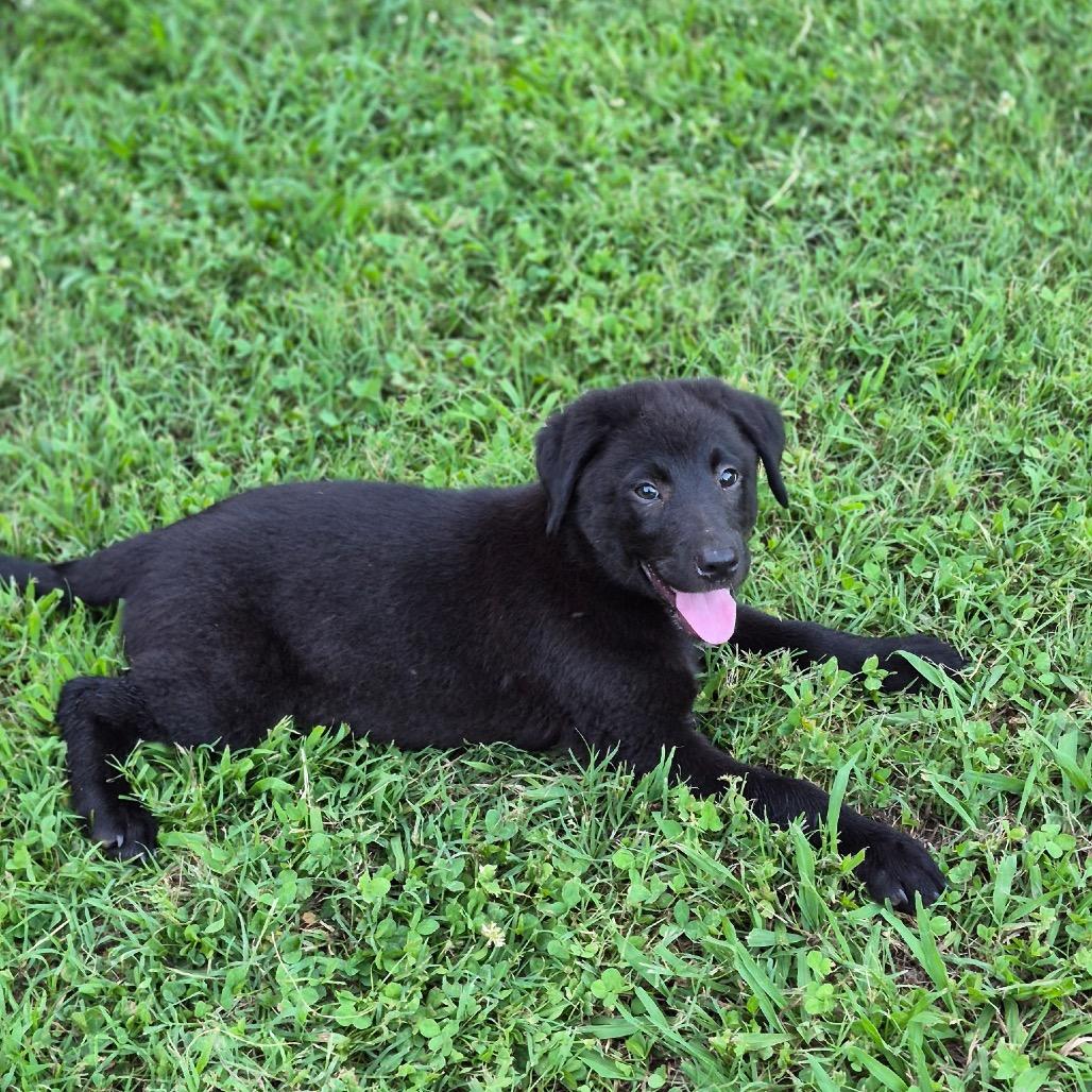 Enlarge Big Sister, a Adoptable mixed breed in Pinson, TN image 1/4