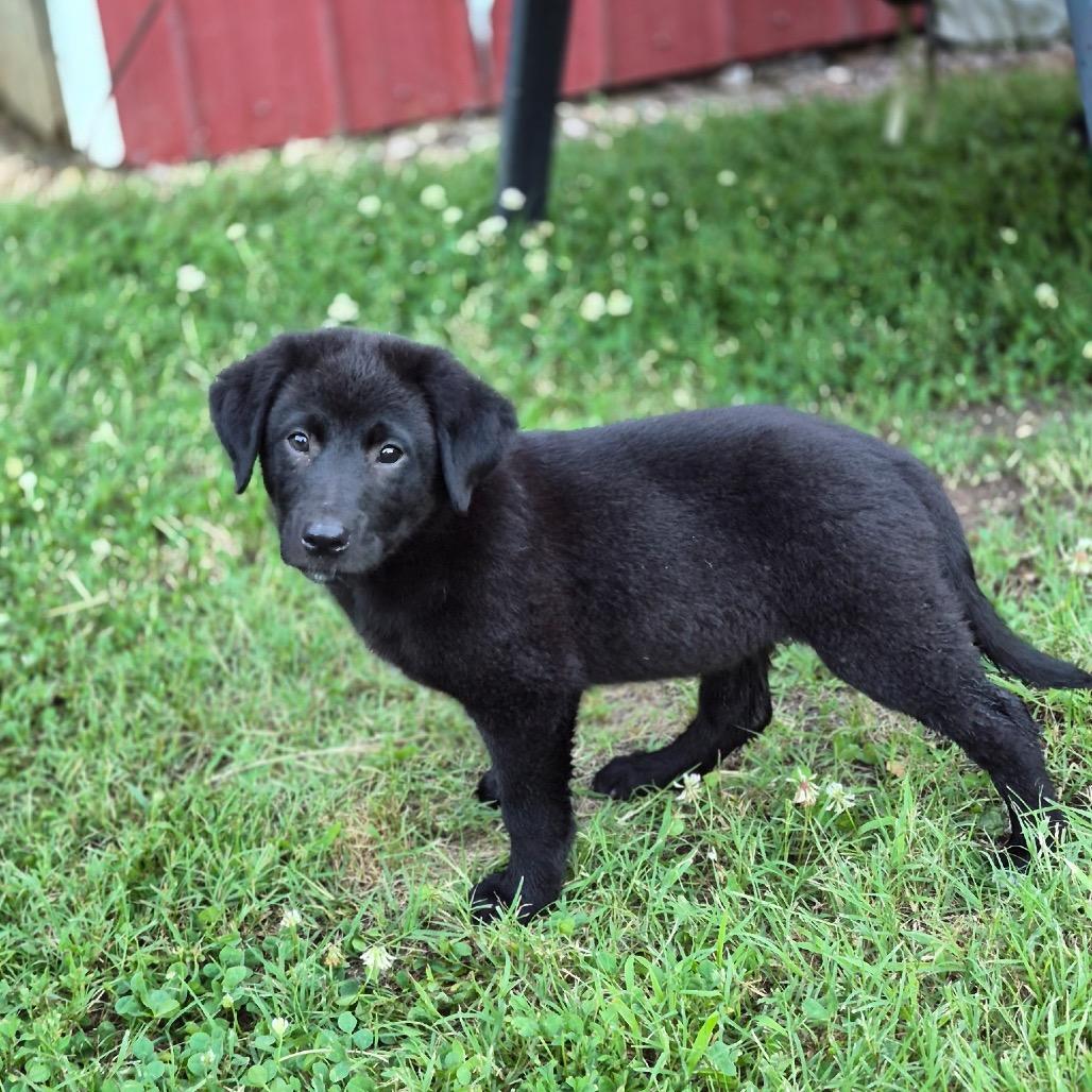 Enlarge Big Sister, a Adoptable mixed breed in Pinson, TN image 2/4