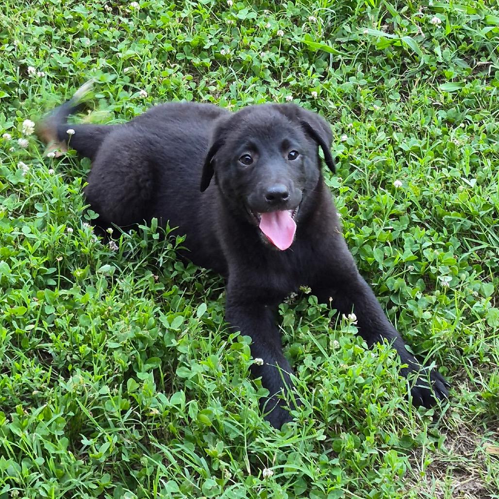 Enlarge Big Sister, a Adoptable mixed breed in Pinson, TN image 3/4