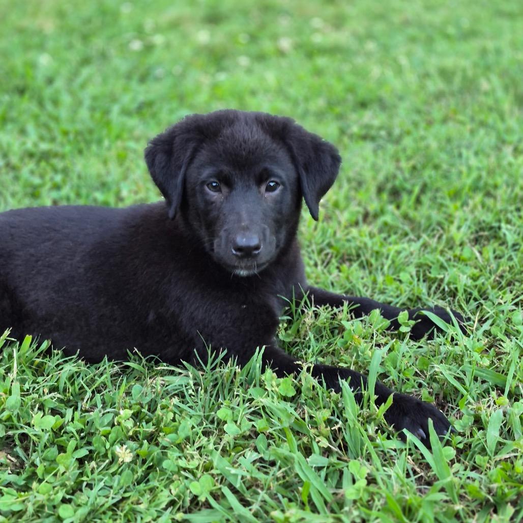 Enlarge Big Sister, a Adoptable mixed breed in Pinson, TN image 4/4