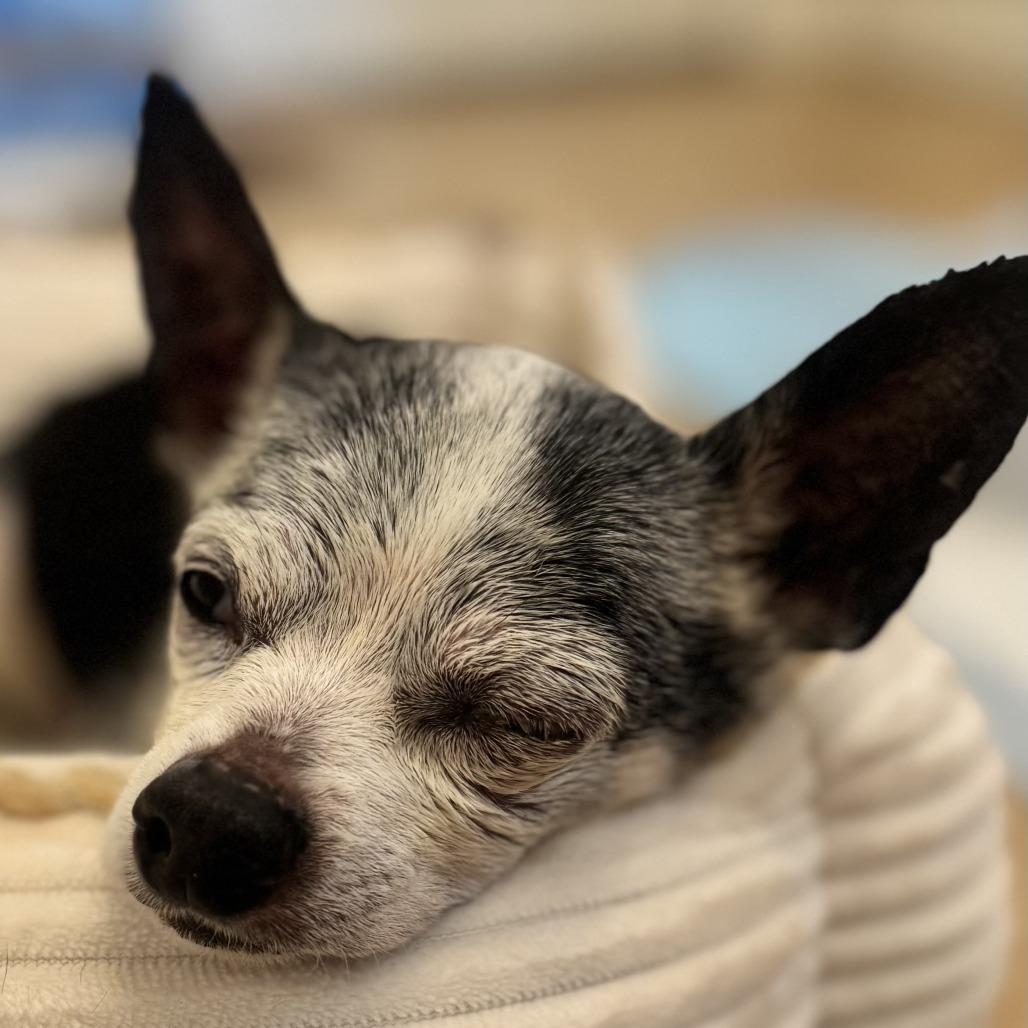Arthur, Adoptable, Senior Male Chihuahua.