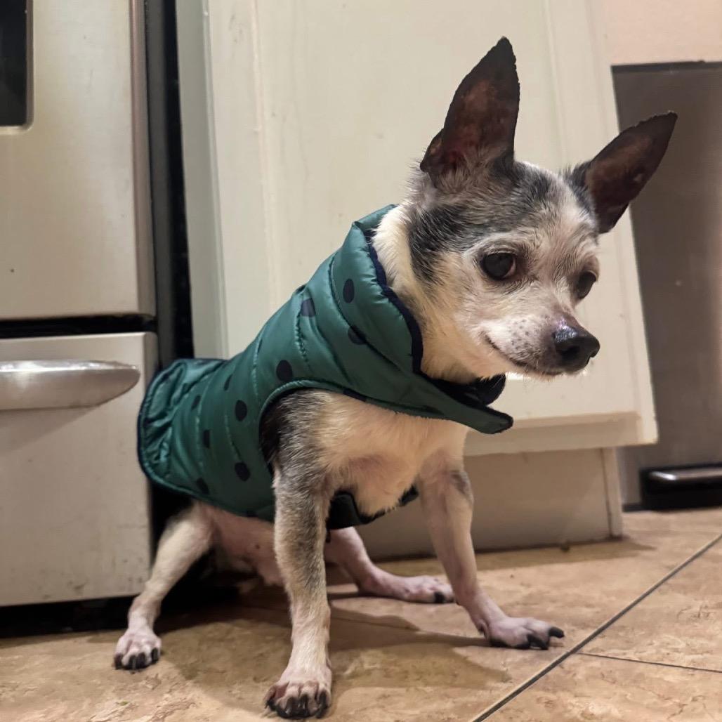 Arthur, a Adoptable Chihuahua in Las Vegas, NV image 2/2